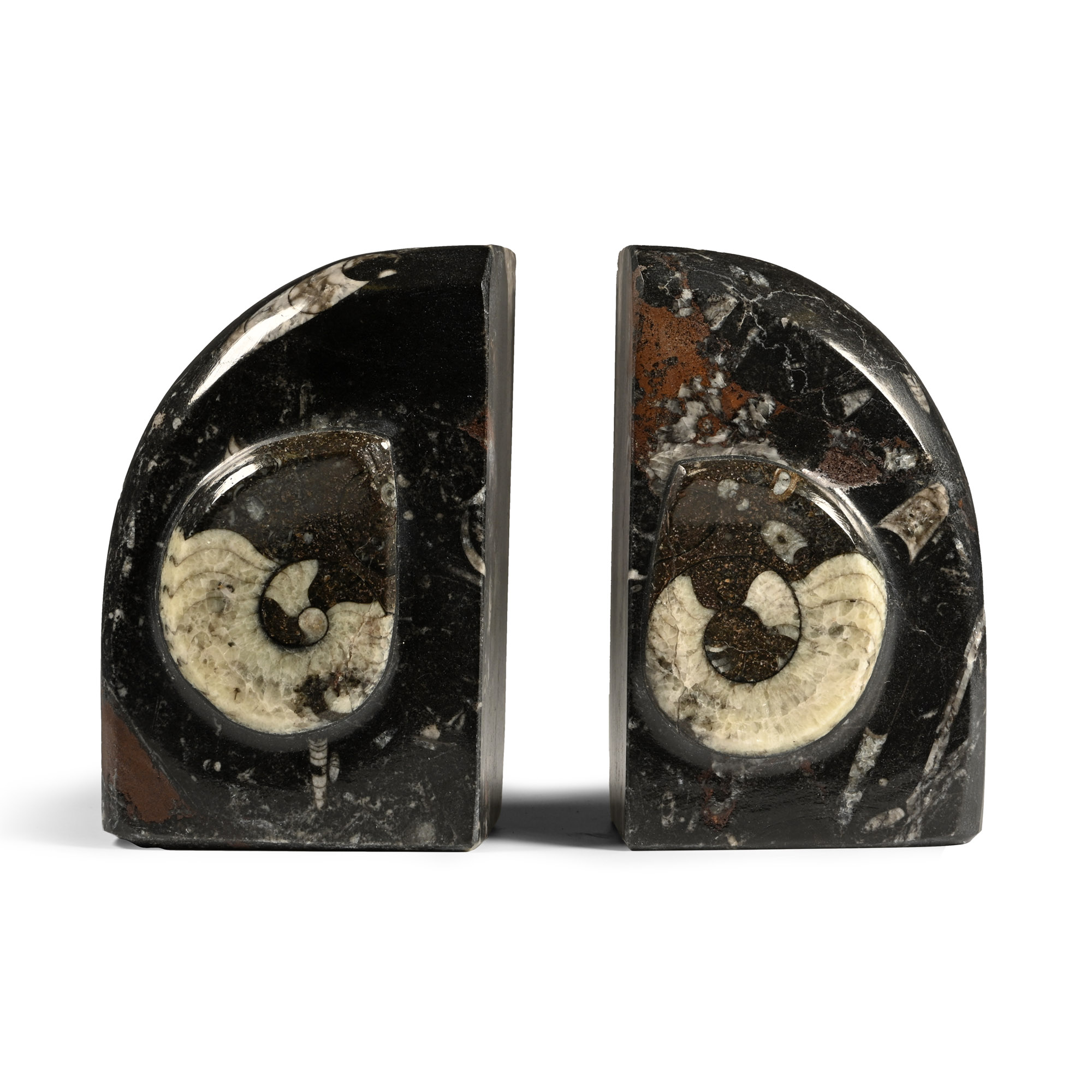 Polished Fossil Goniatite Bookends