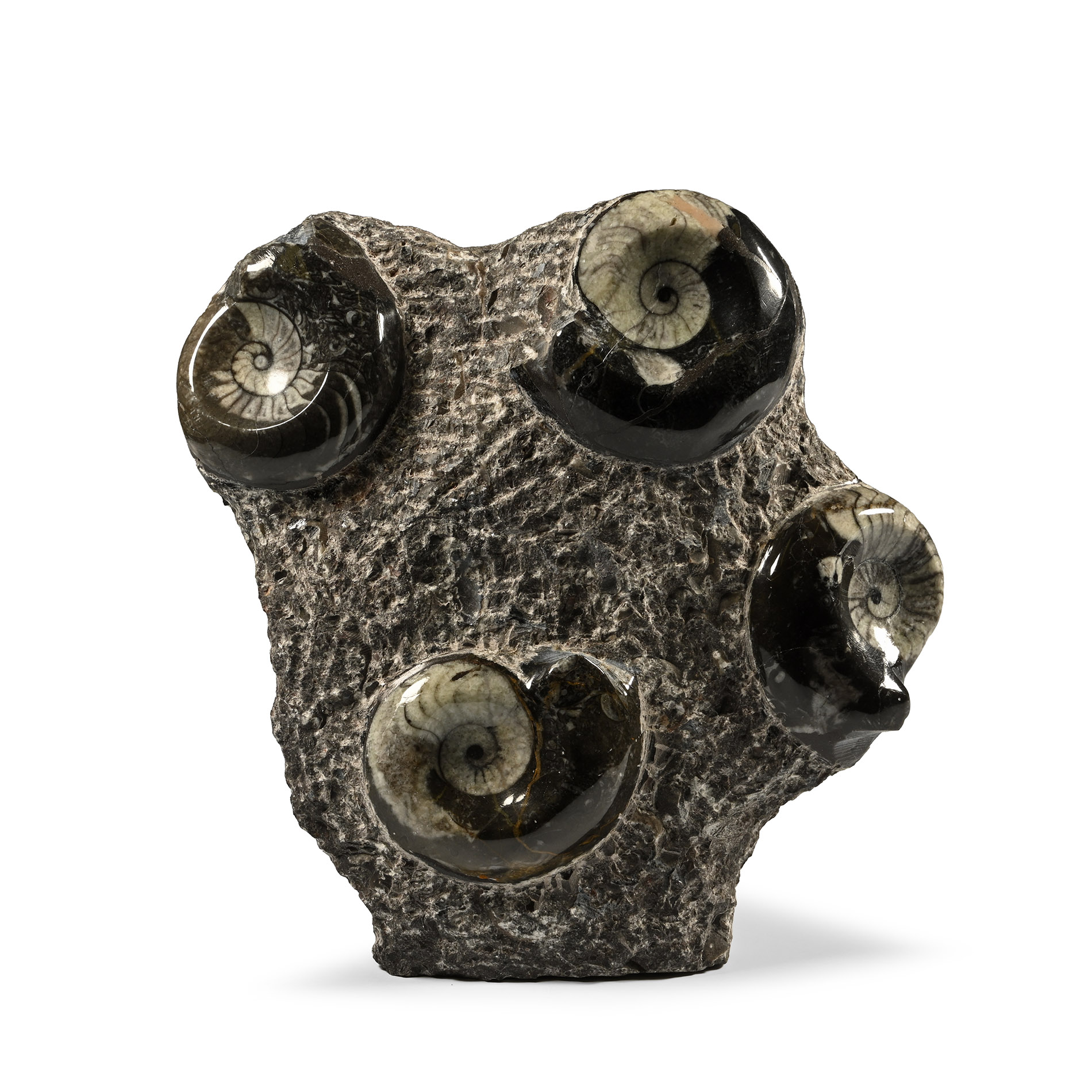 Polished Fossil Goniatite Stand