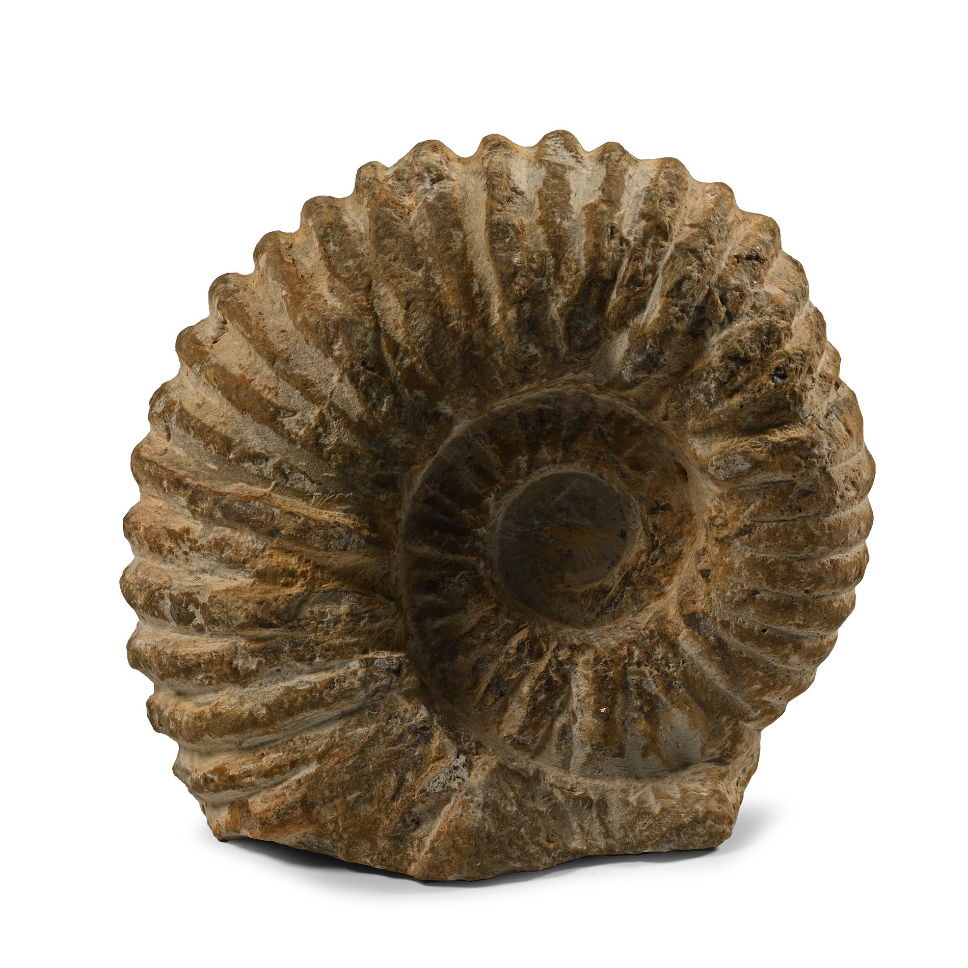 Agadir Fossil Ammonite