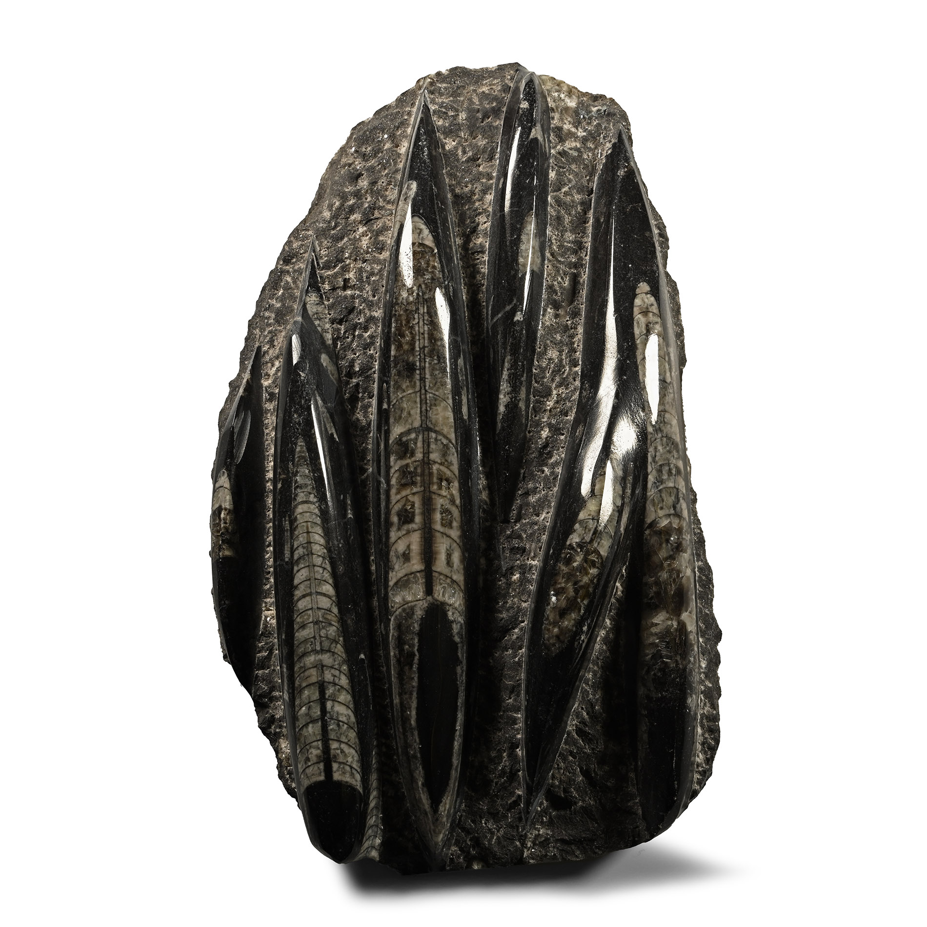 Polished Fossil Orthoceras Plate