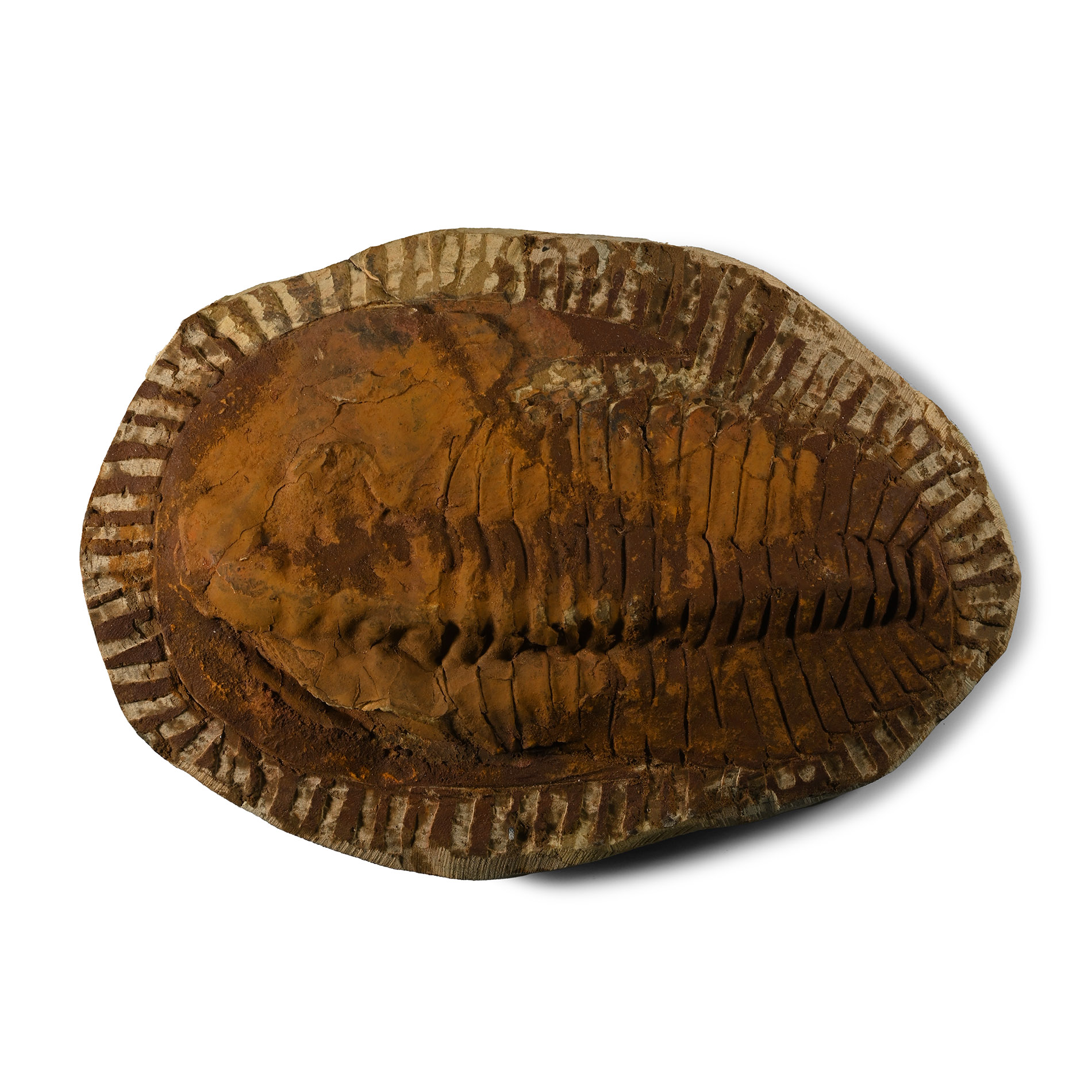 Cambropallas Fossil Trilobite