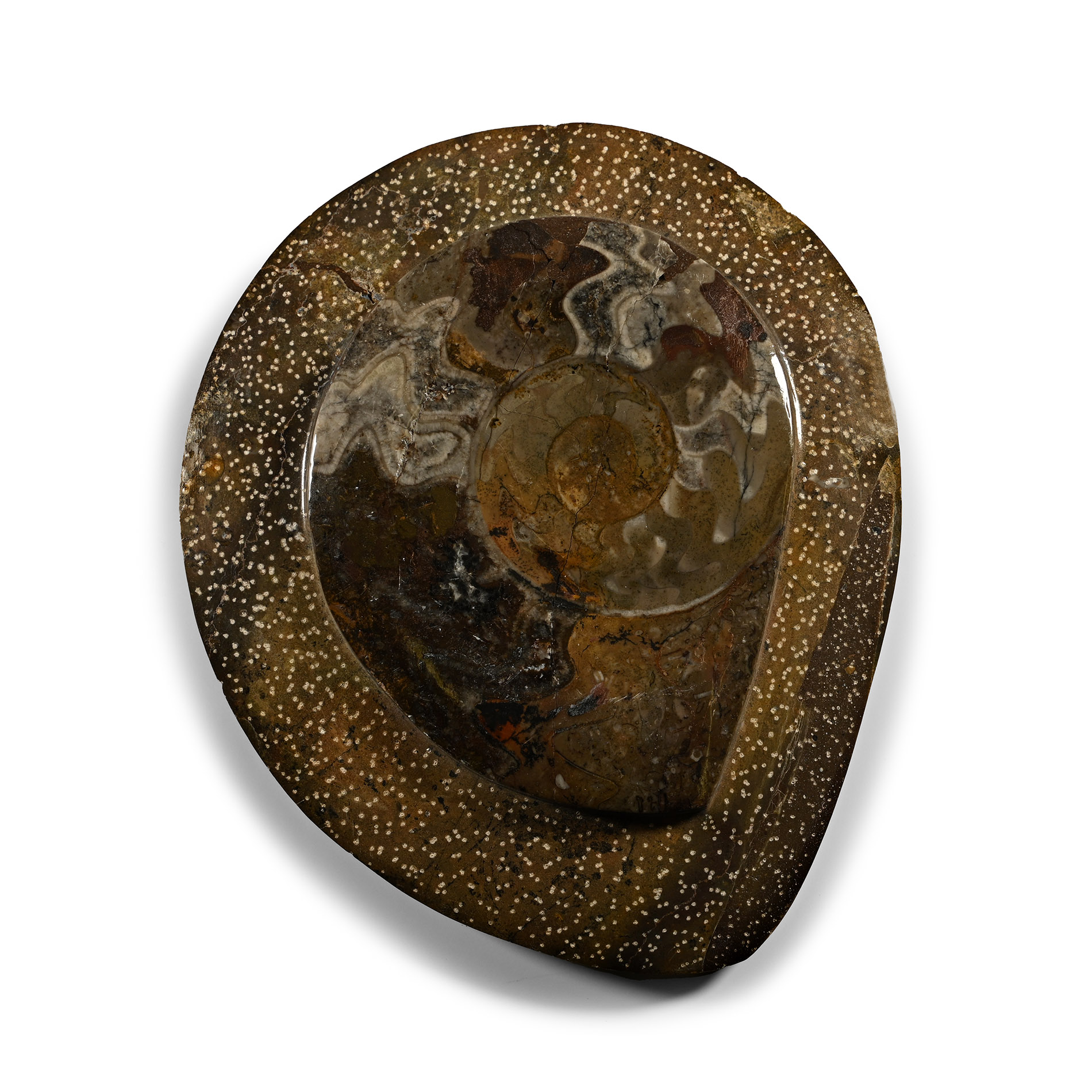 Polished Fossil Goniatite Plate