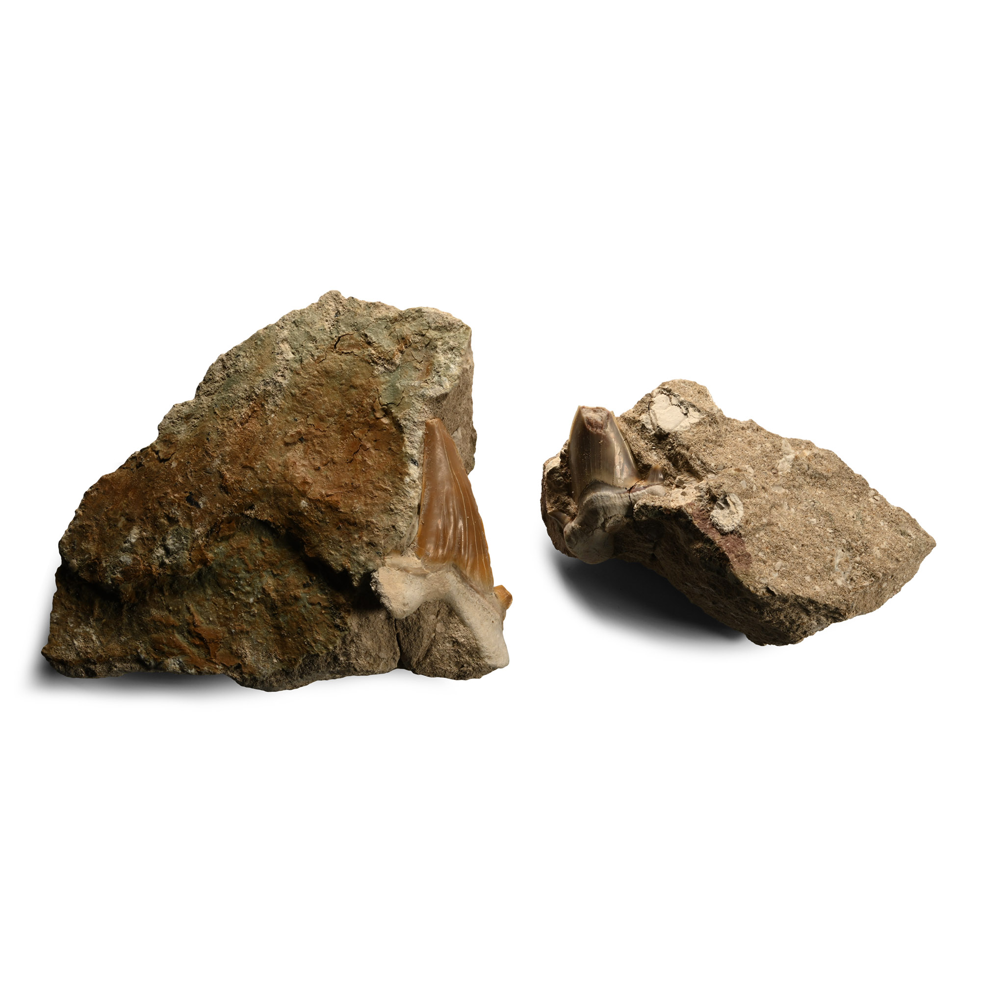 Otodus Fossil Shark Teeth on Natural Rock