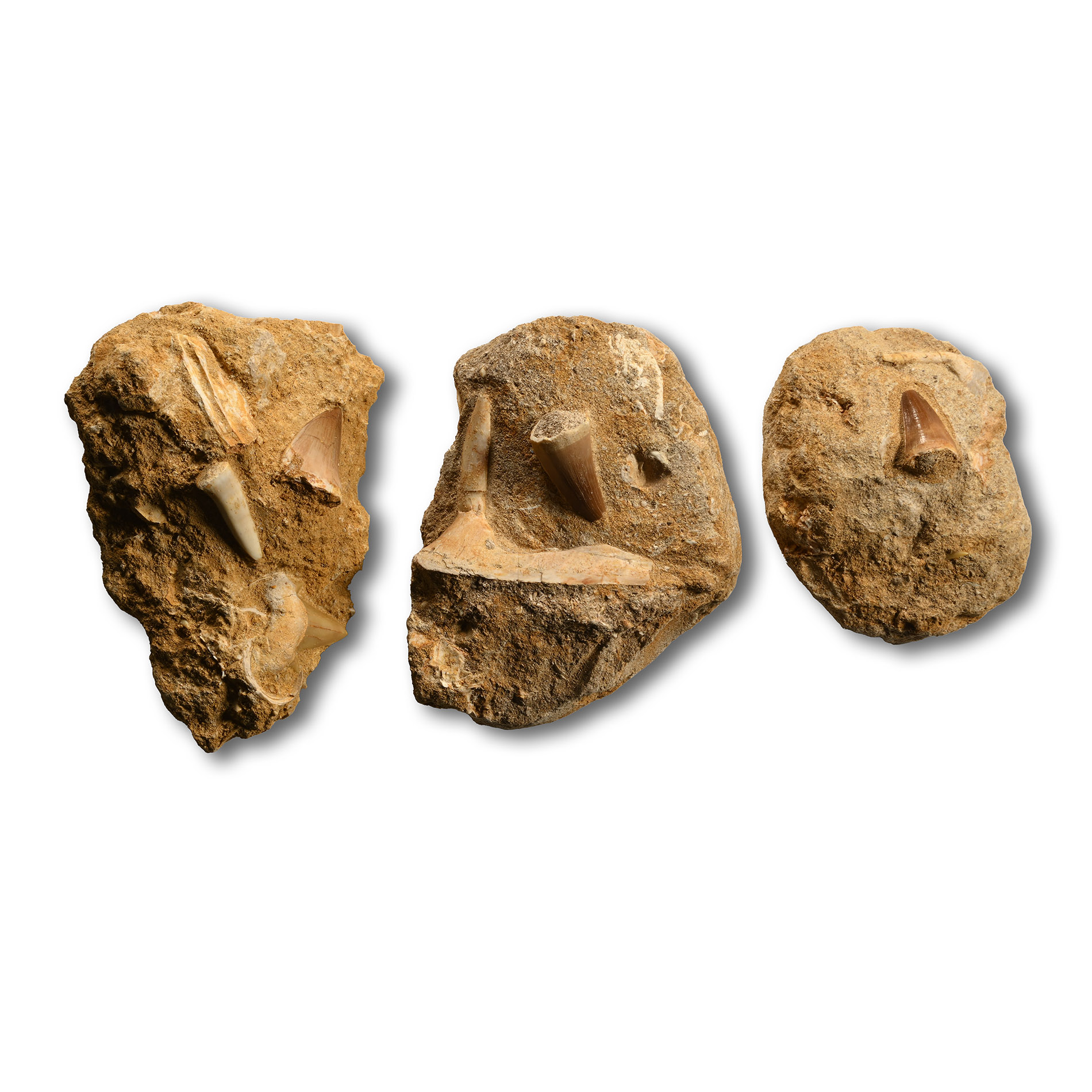Mixed Fossil Teeth and Fish Bones on Rock