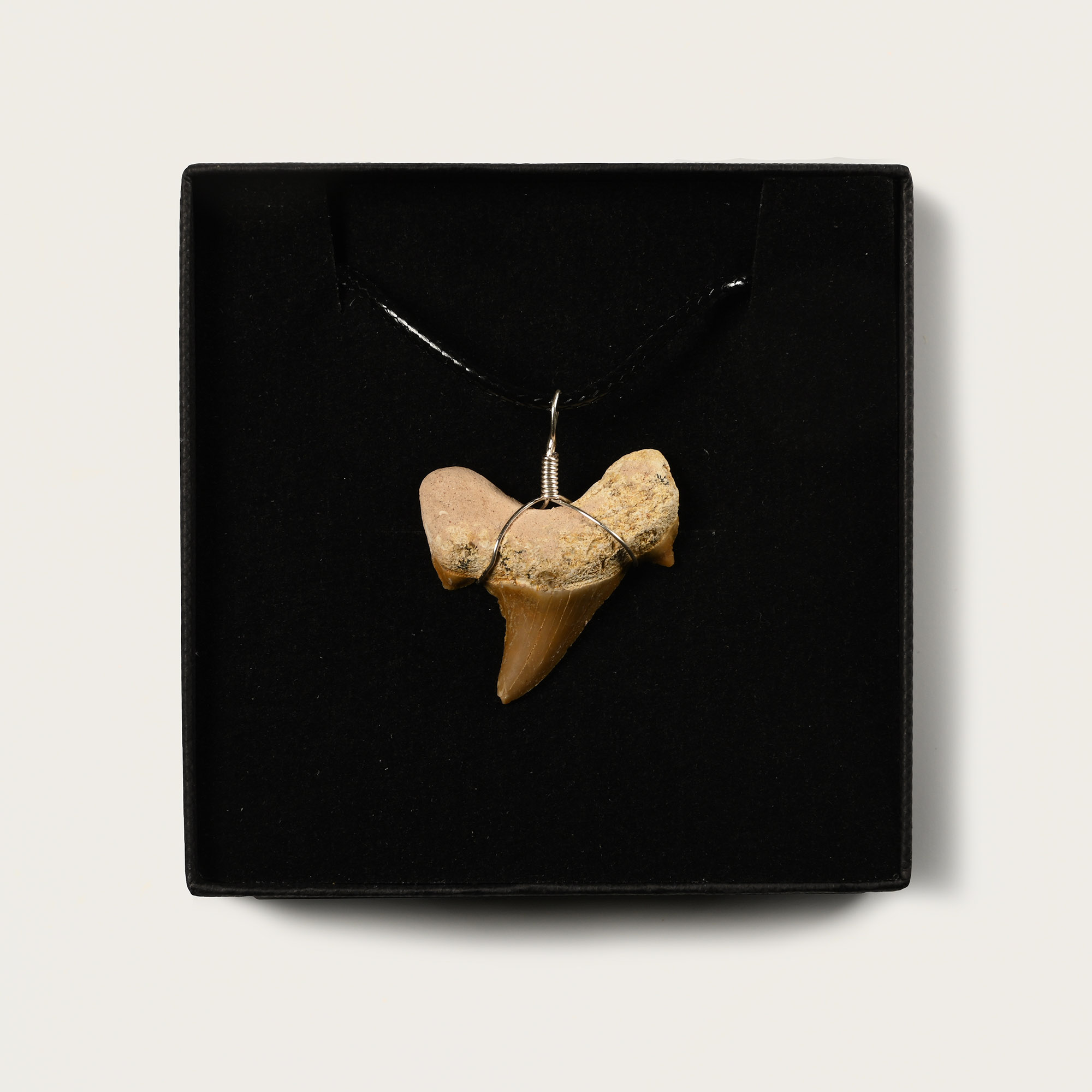 Otodus Fossil Shark Tooth Necklace