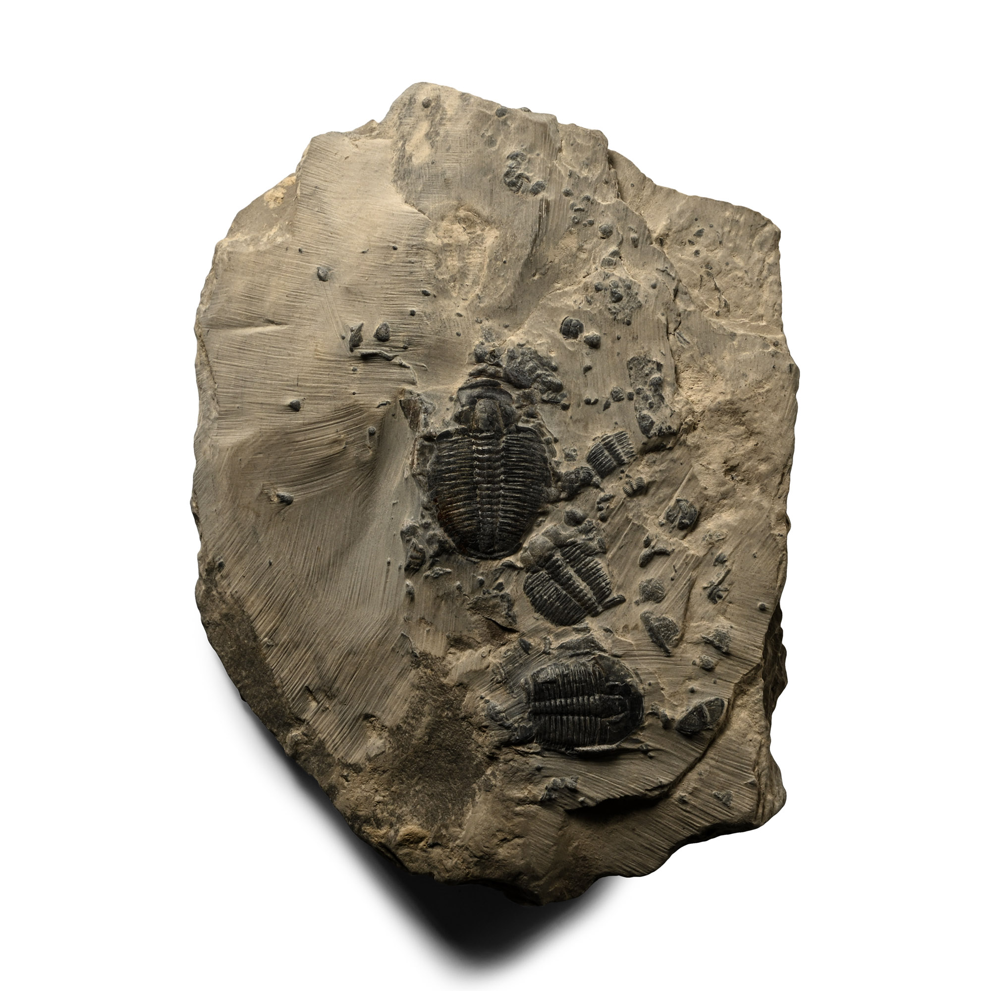 Elrathia Kingii Fossil Trilobites on Matrix
