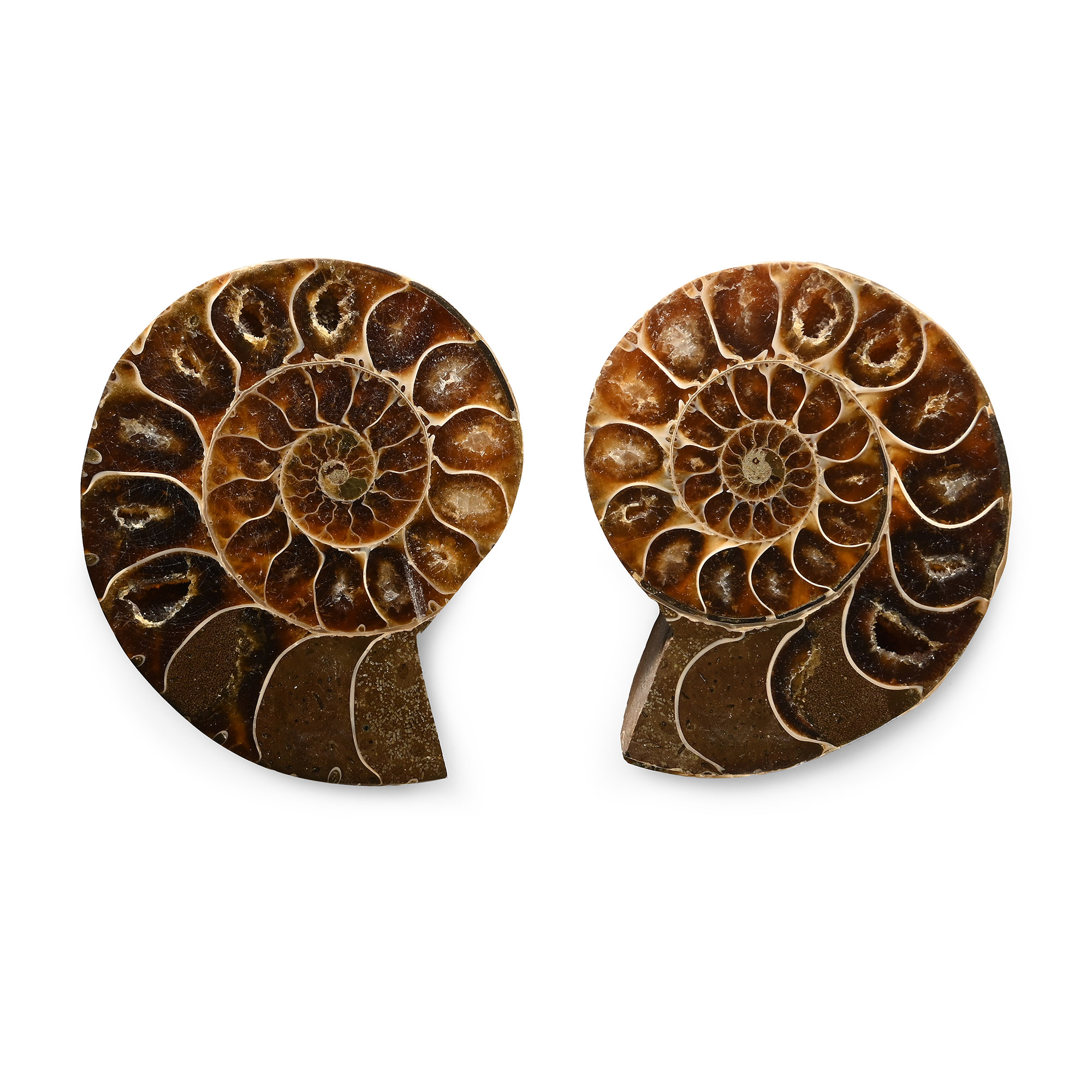 Cut and Polished Cleoniceras Fossil Ammonite