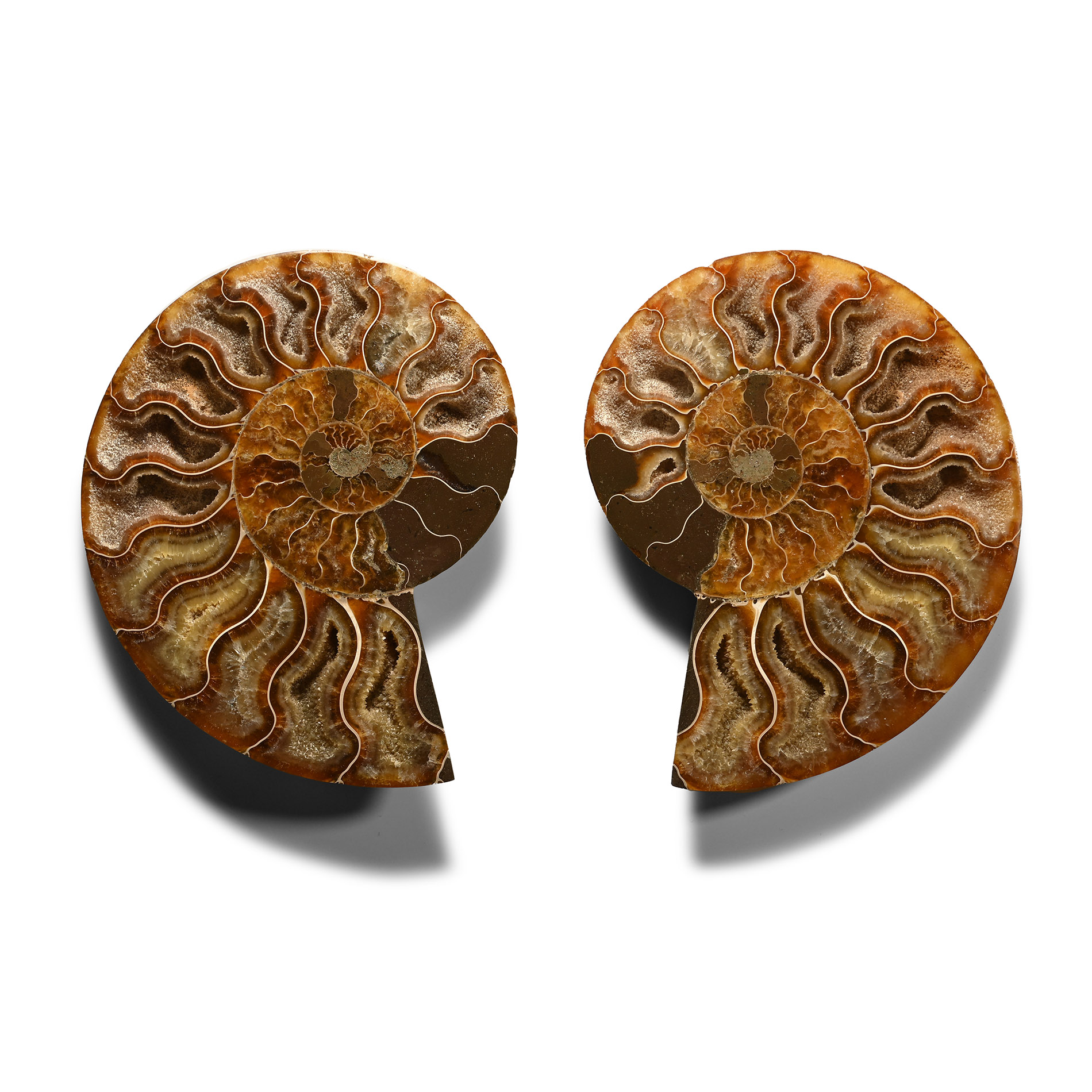 Cut and Polished Cleoniceras Fossil Ammonite Pair