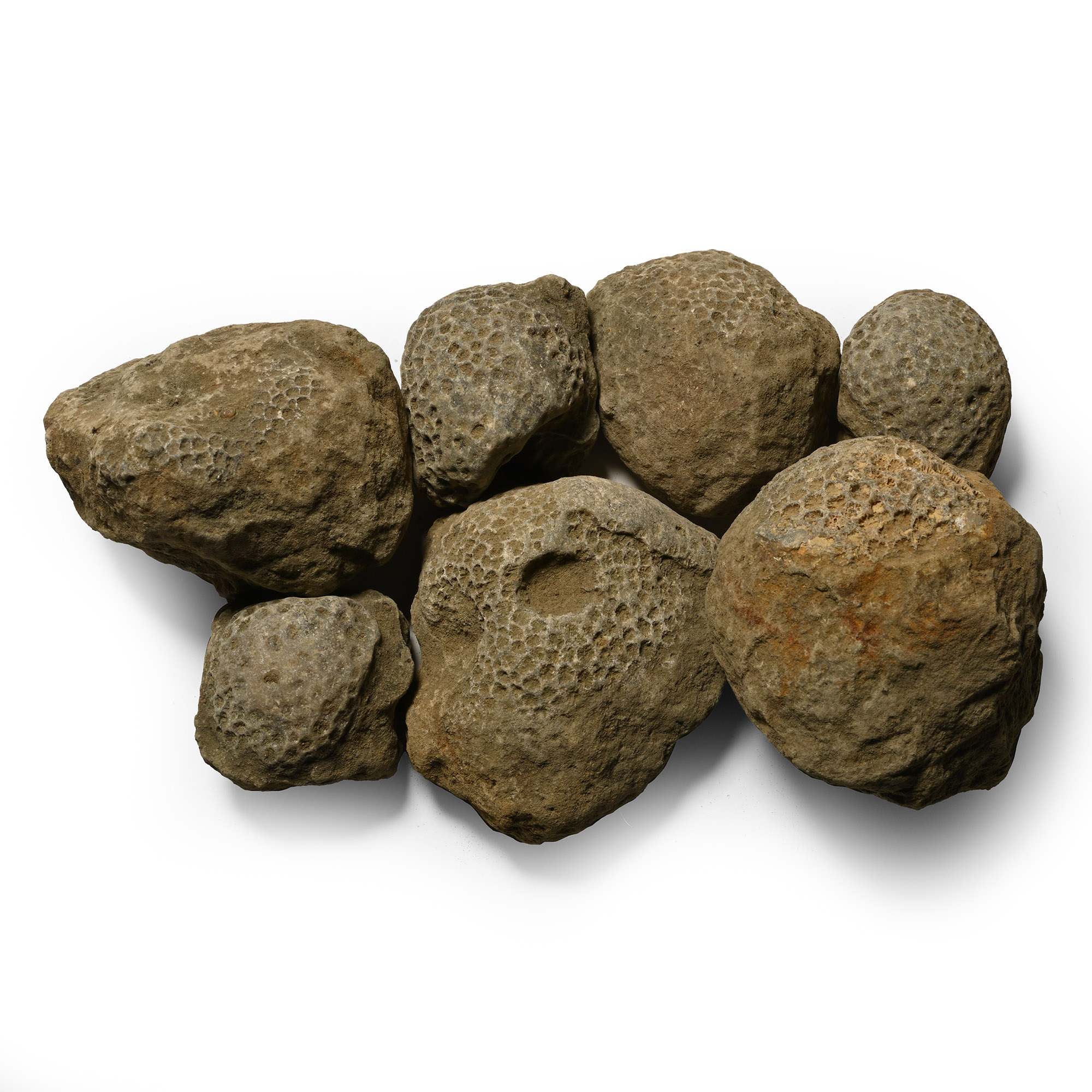 Fossil Coral Head Group