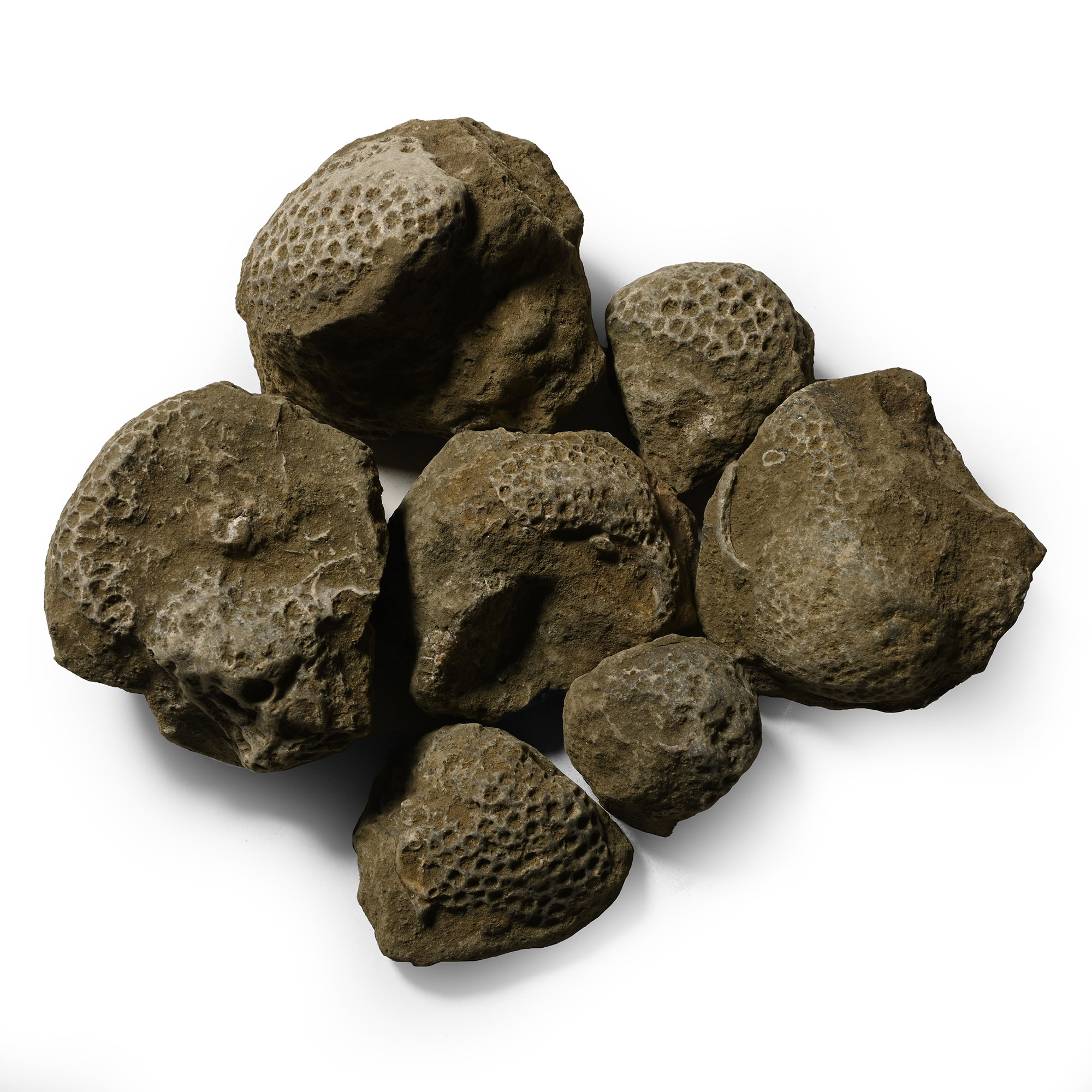 Fossil Coral Head Group