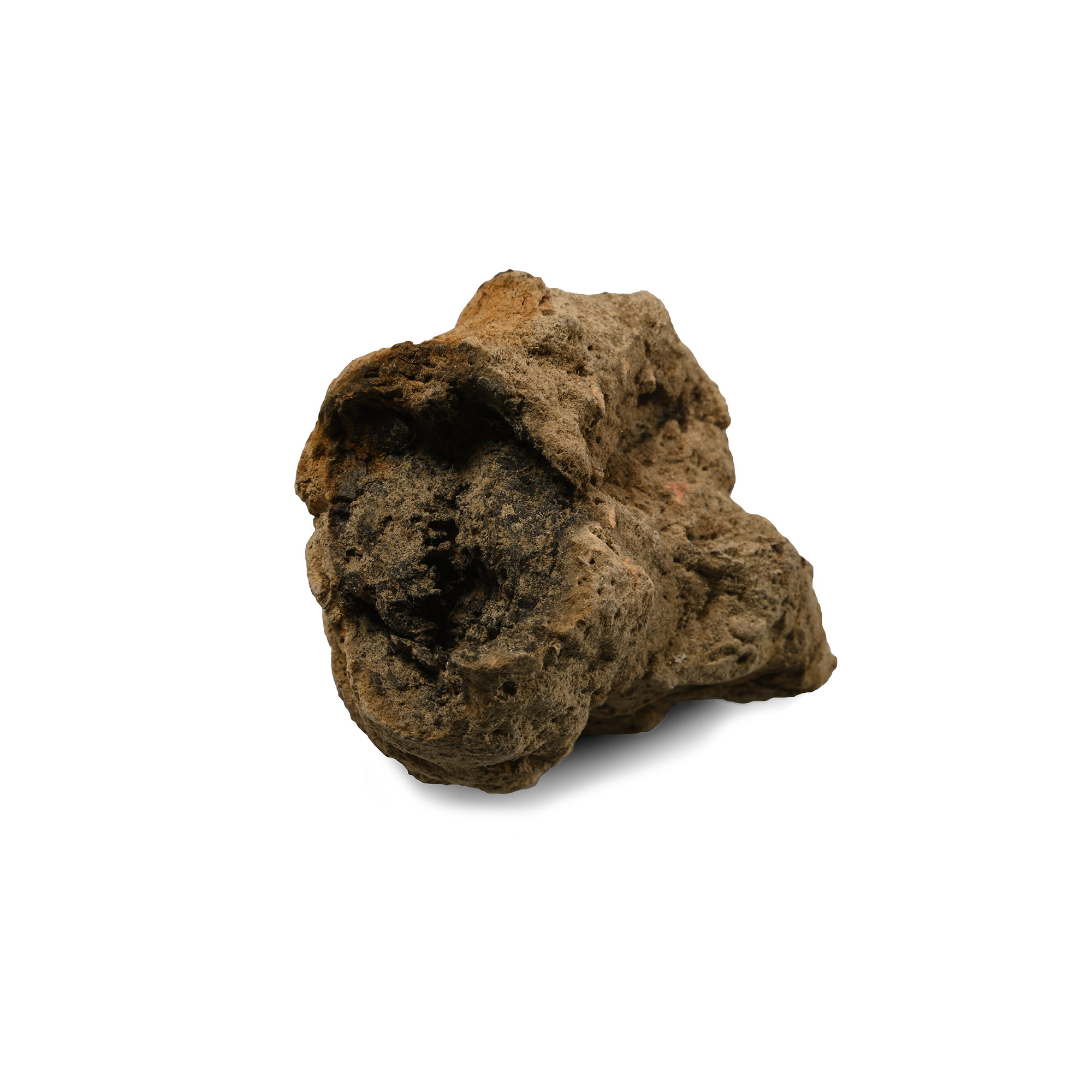Fossil Tyrannosaurus Rex Dinosaur Coprolite