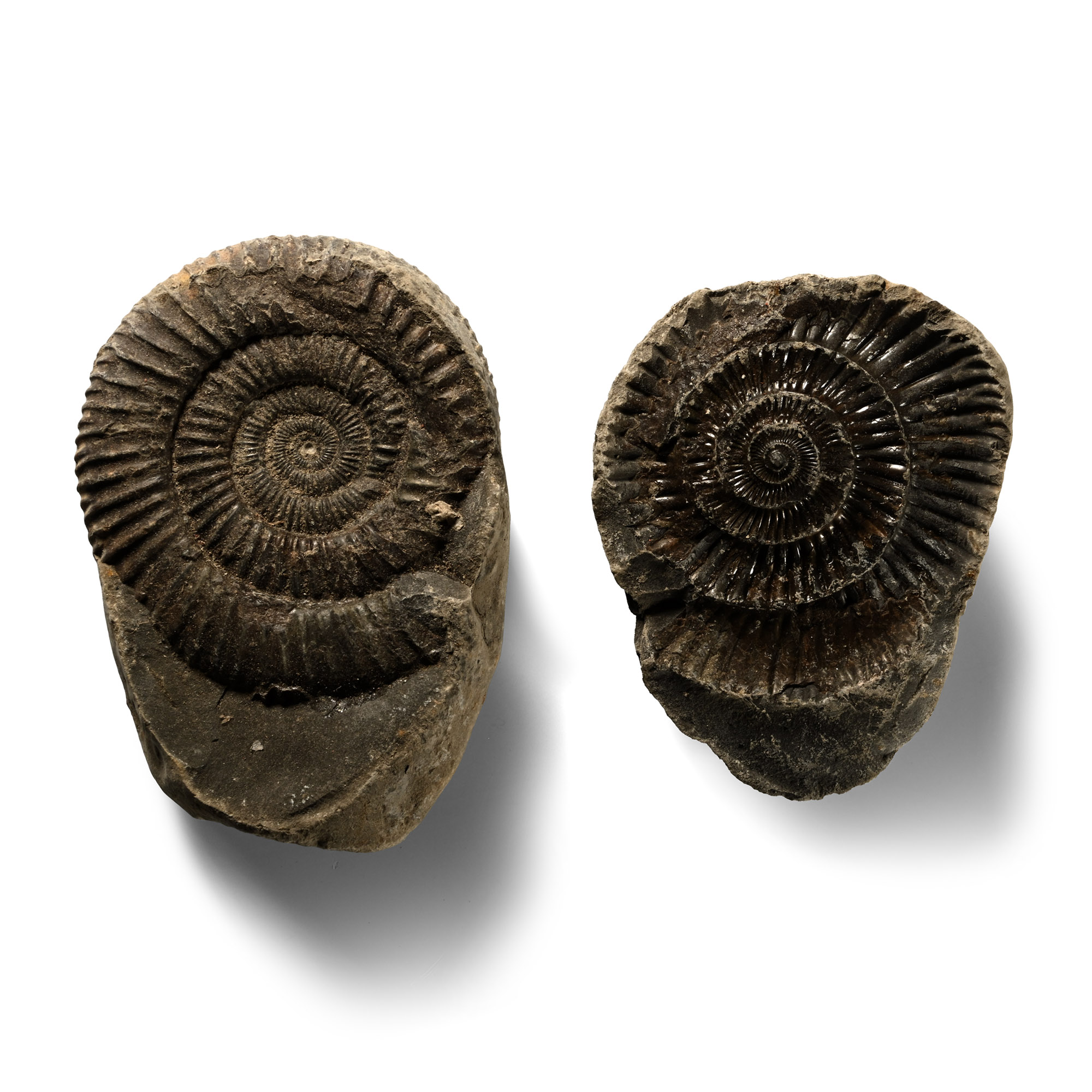 Large Whitby Dac Fossil Ammonite Nodule