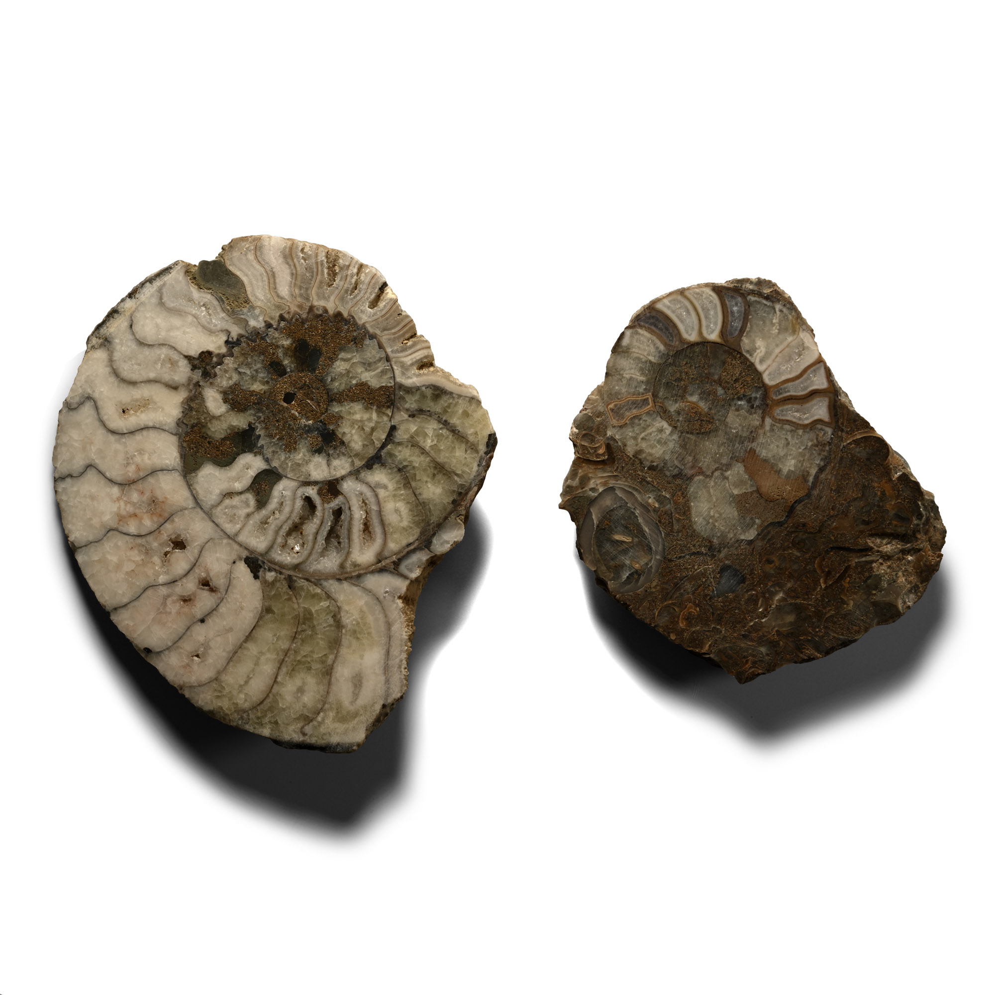 Cut and Polished Aegasteroceras Fossil Ammonites