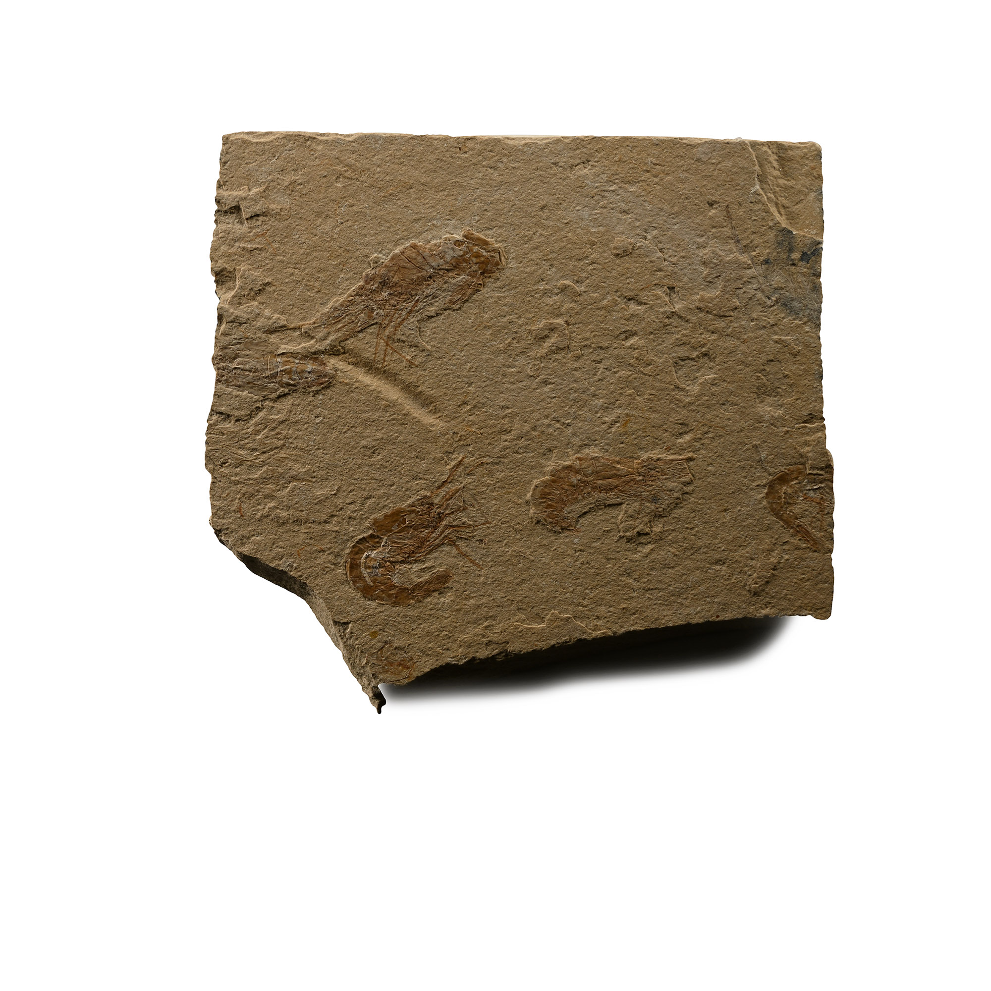 Fossil Shrimps in Matrix
