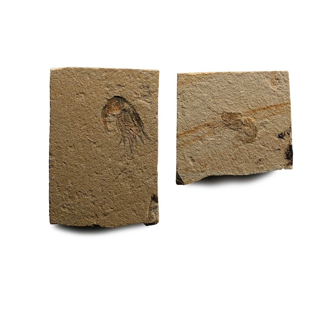 Fossil Shrimp Plate Pair