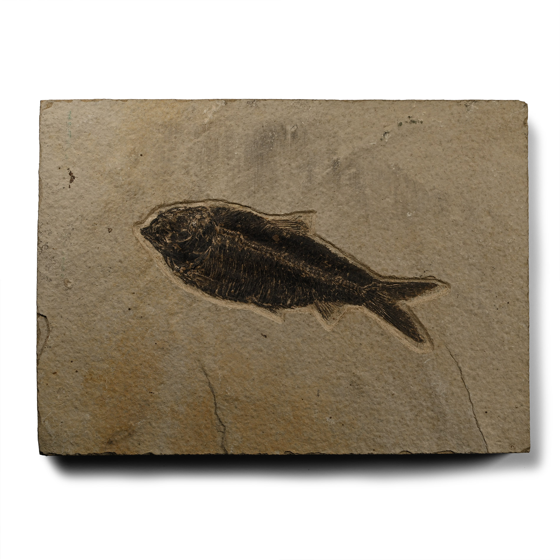 Diplomystus Fossil Fish in Matrix