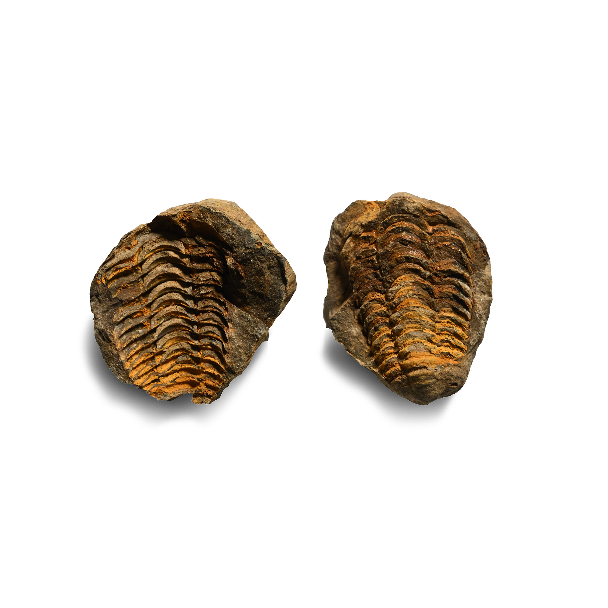 Flexicalymene Fossil Trilobite in Nodule