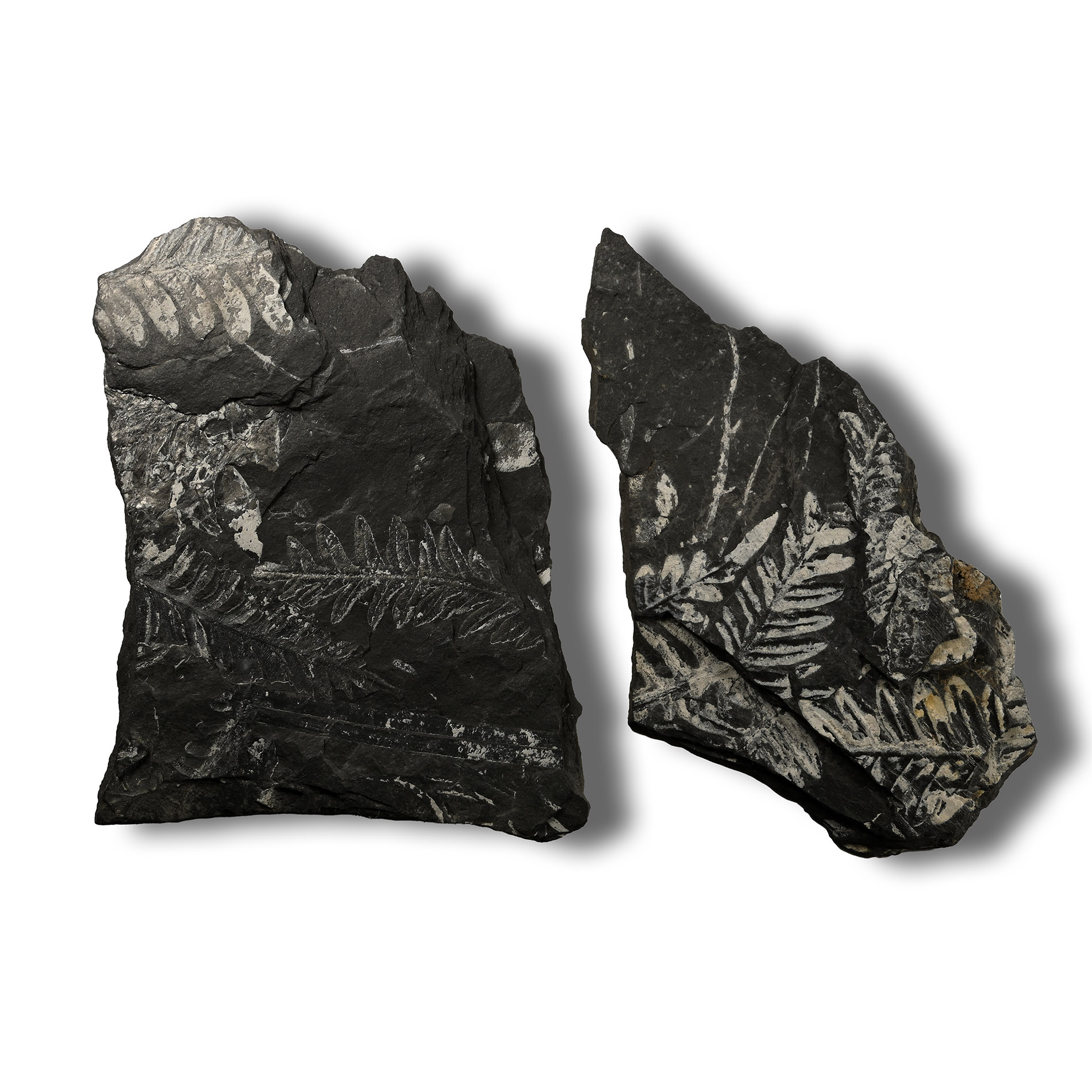 Fossil Fern in Matrix