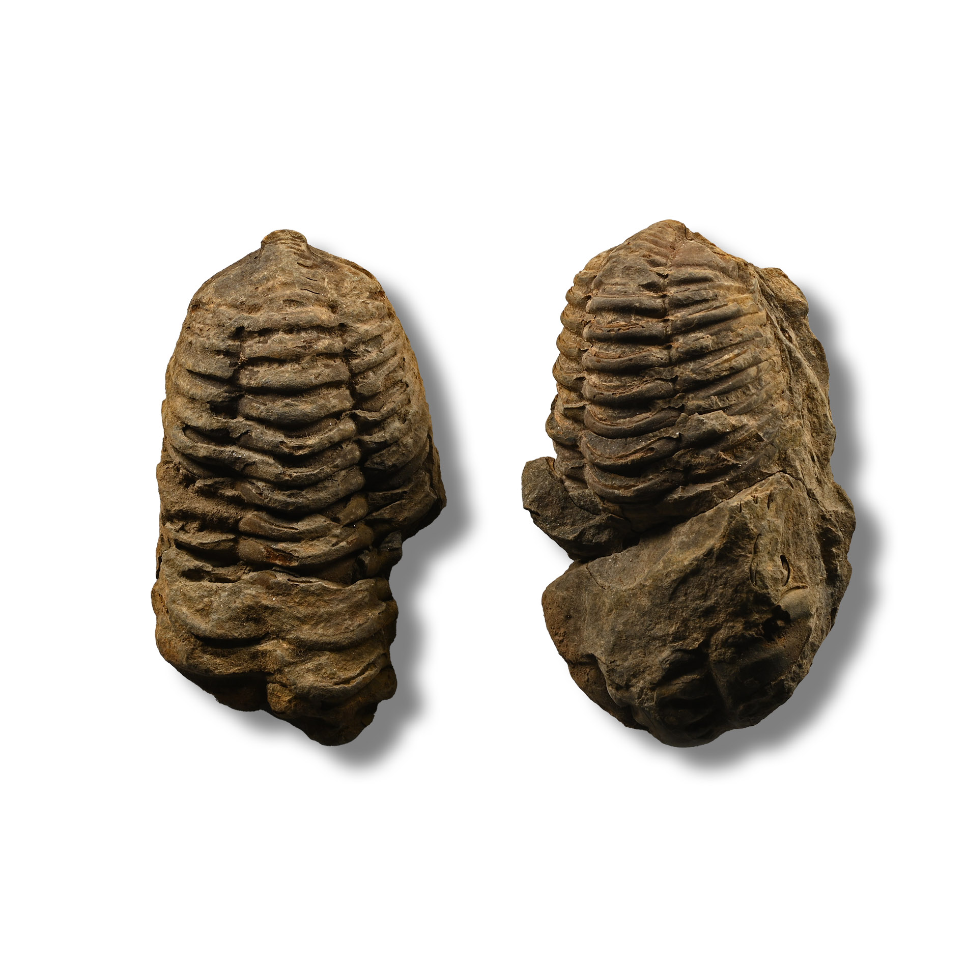Flexicalymene Fossil Trilobite Group