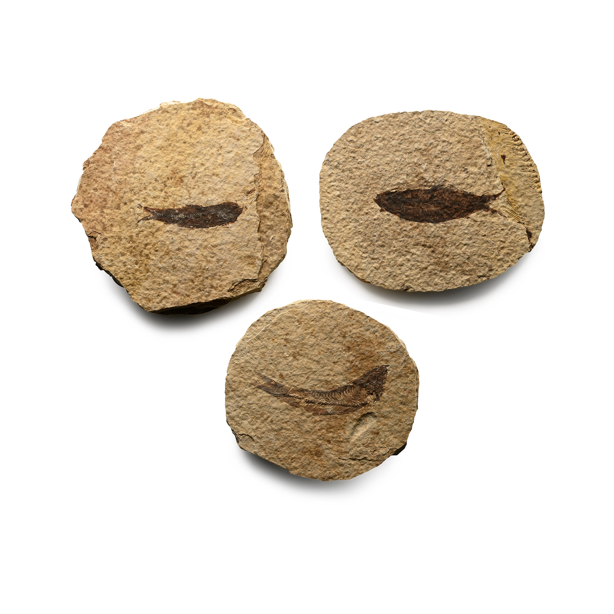 Fossil Green River Fish