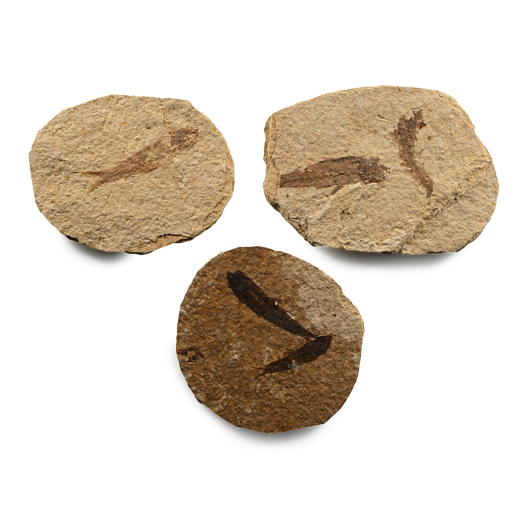 Green River Fish Fossils