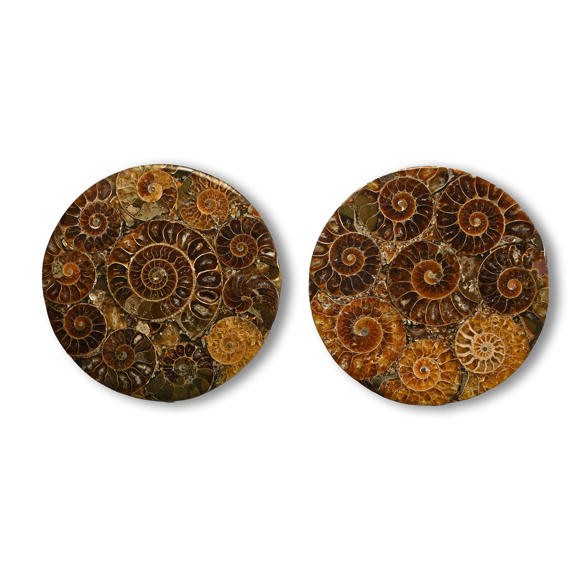 Cut and Polished Fossil Ammonite Coaster Pair