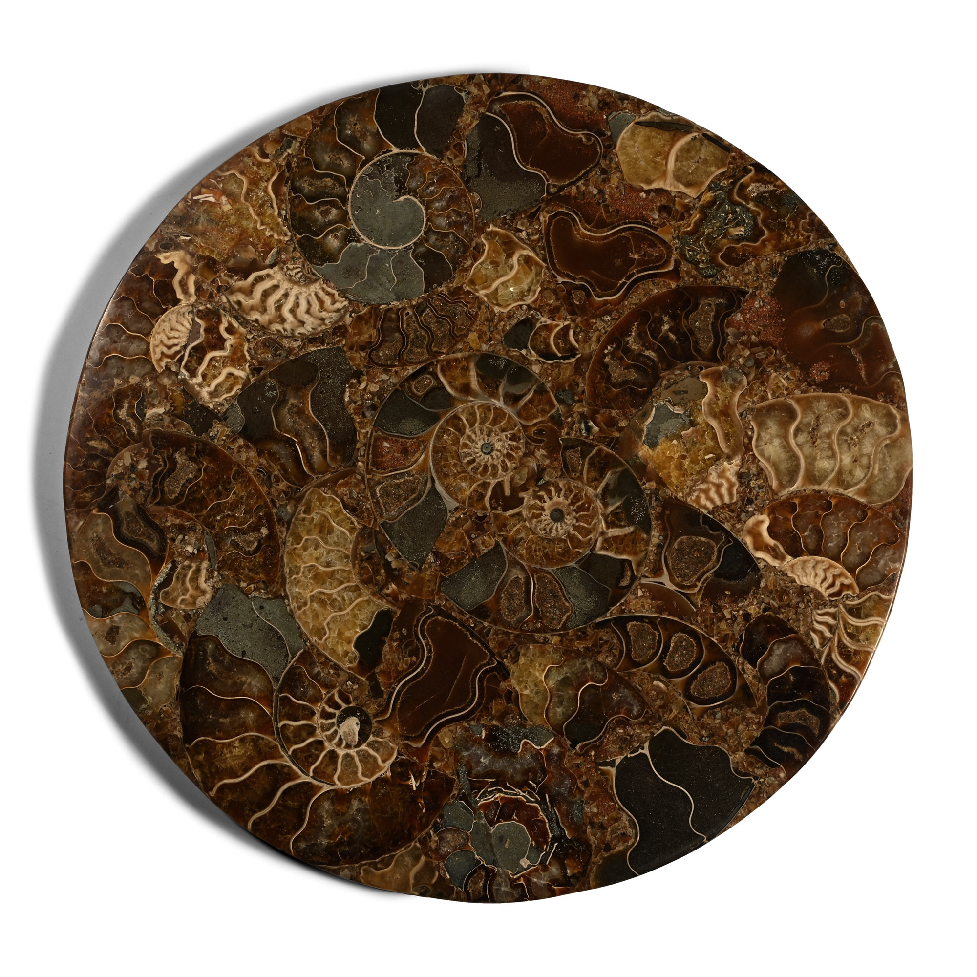 Large Cut and Polished Fossil Ammonite Plate