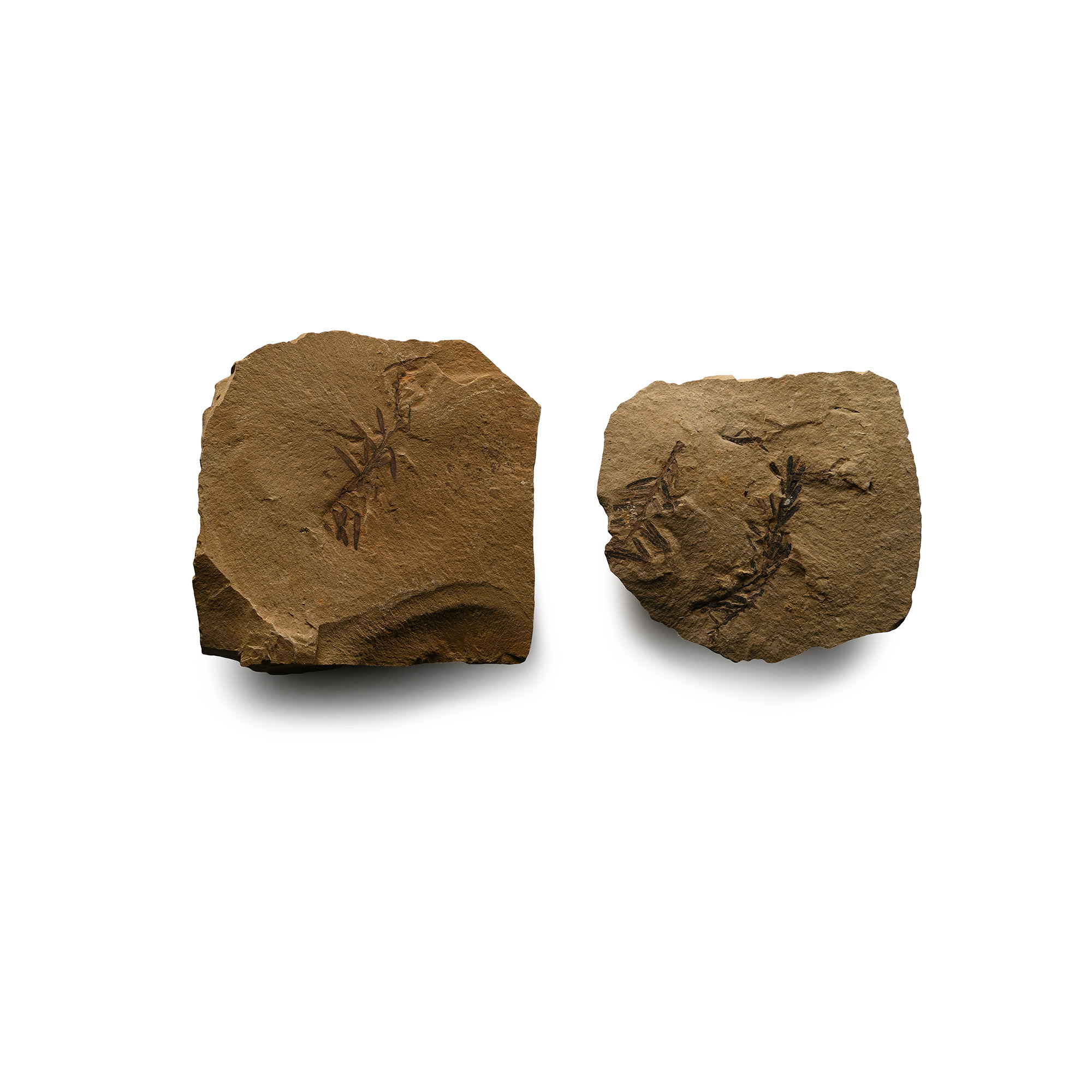 Dawn Redwood Plant Fossil