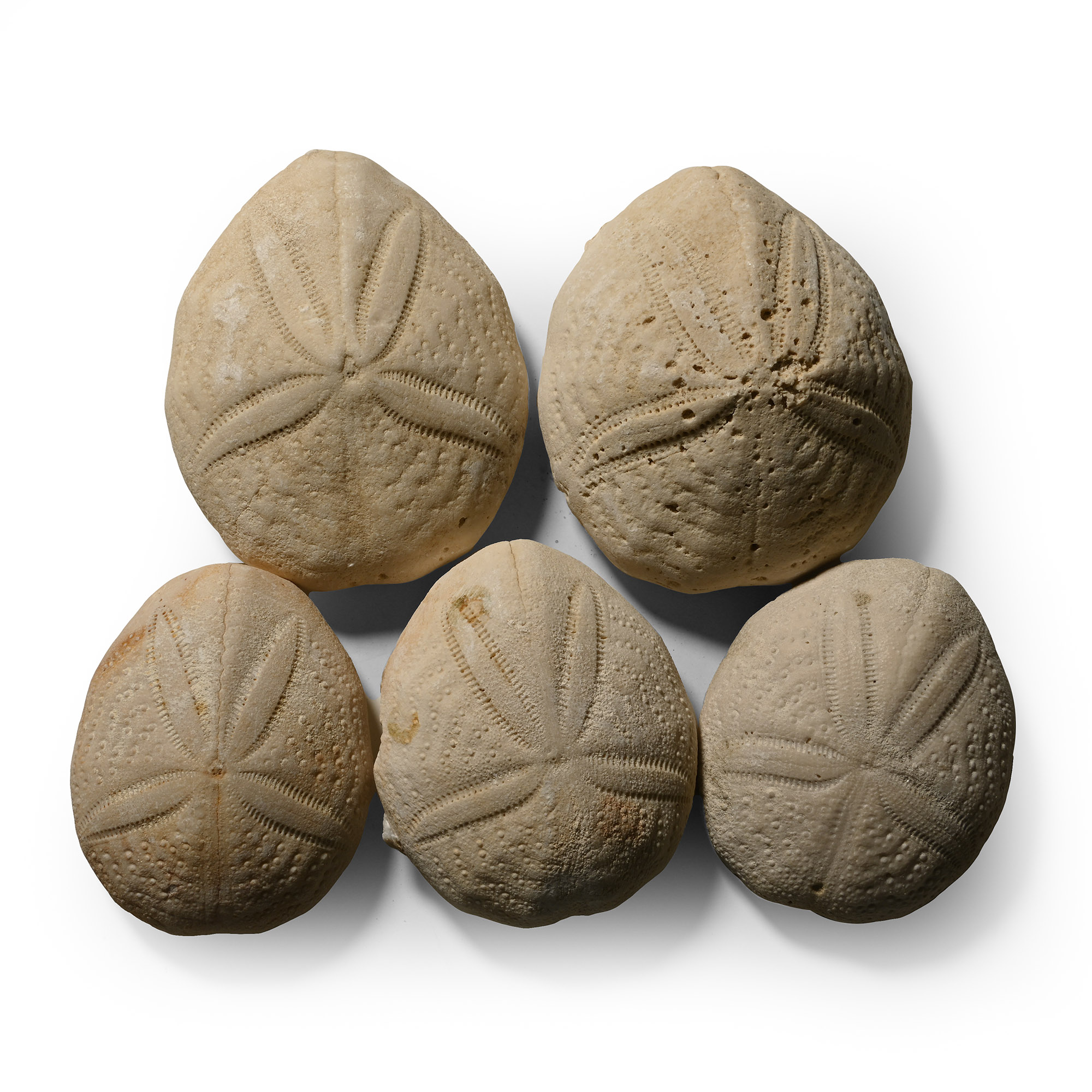 Eupatagus Fossil Sea Urchin Group