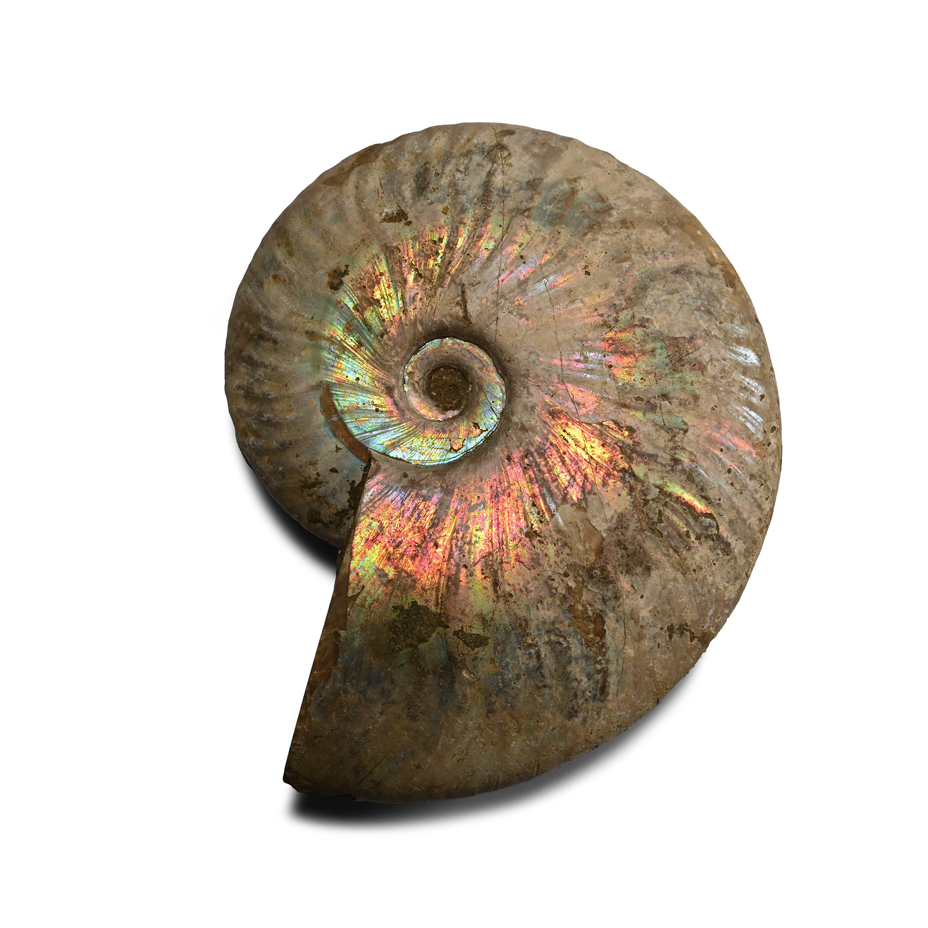 Iridescent Cleoniceras Fossil Ammonite