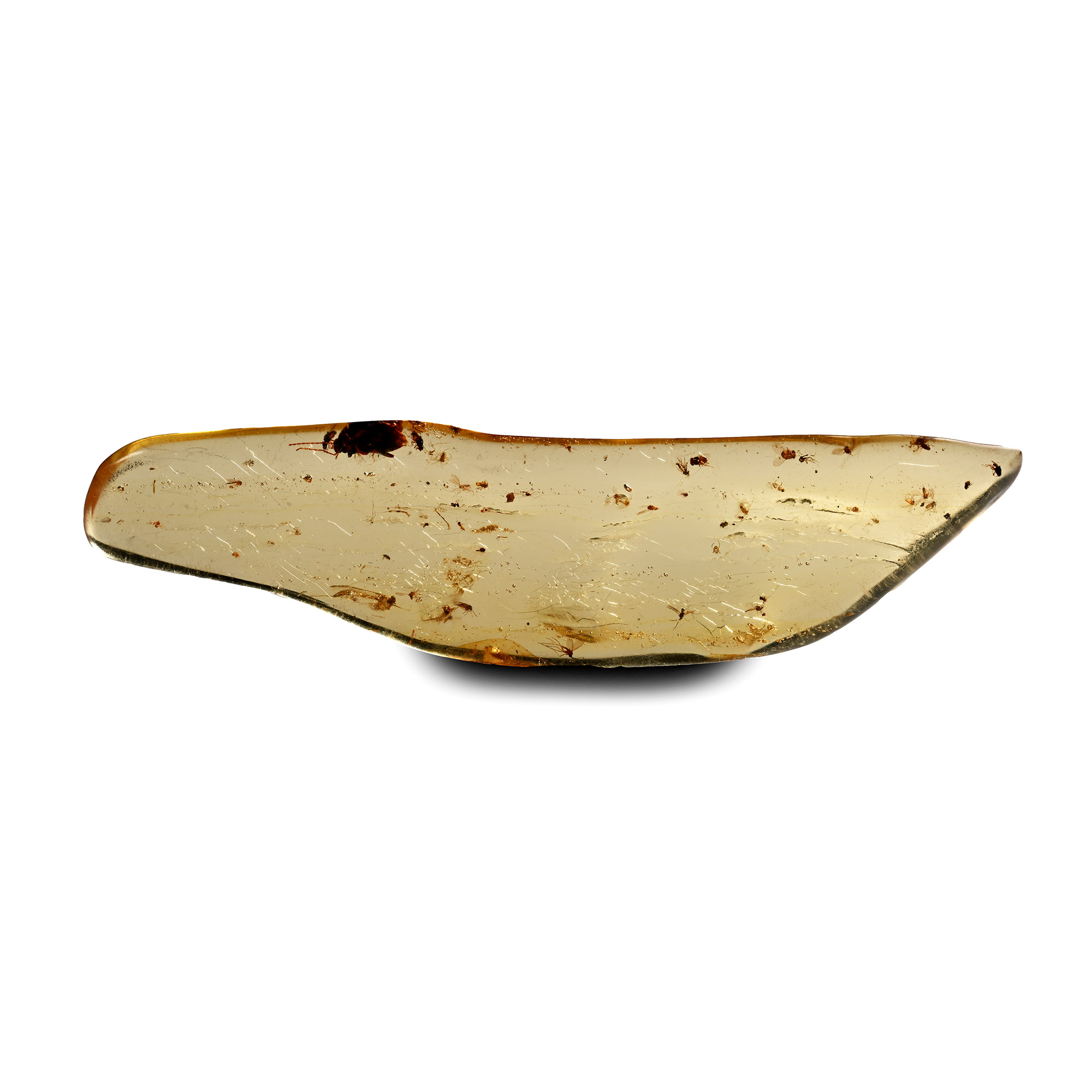 Insects in Polished Copal Amber