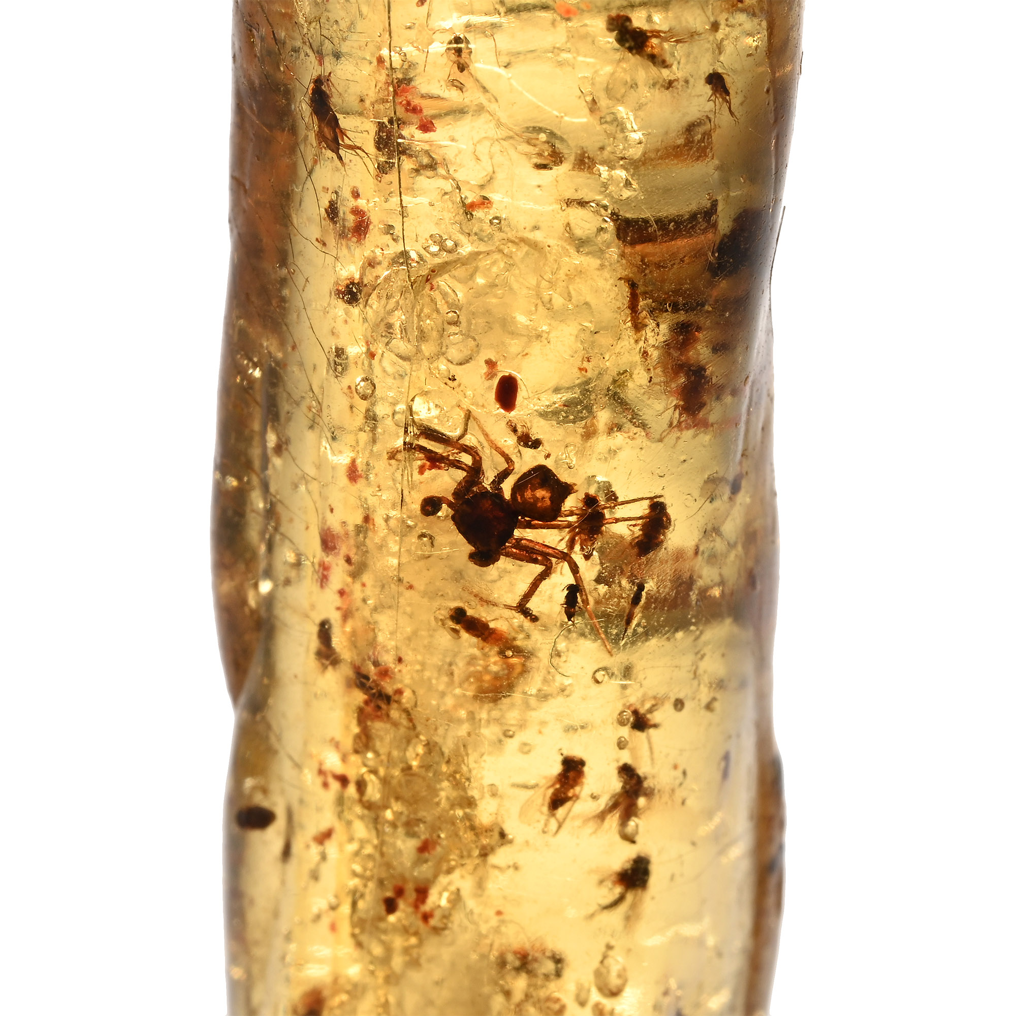 Insects in Polished Copal Amber
