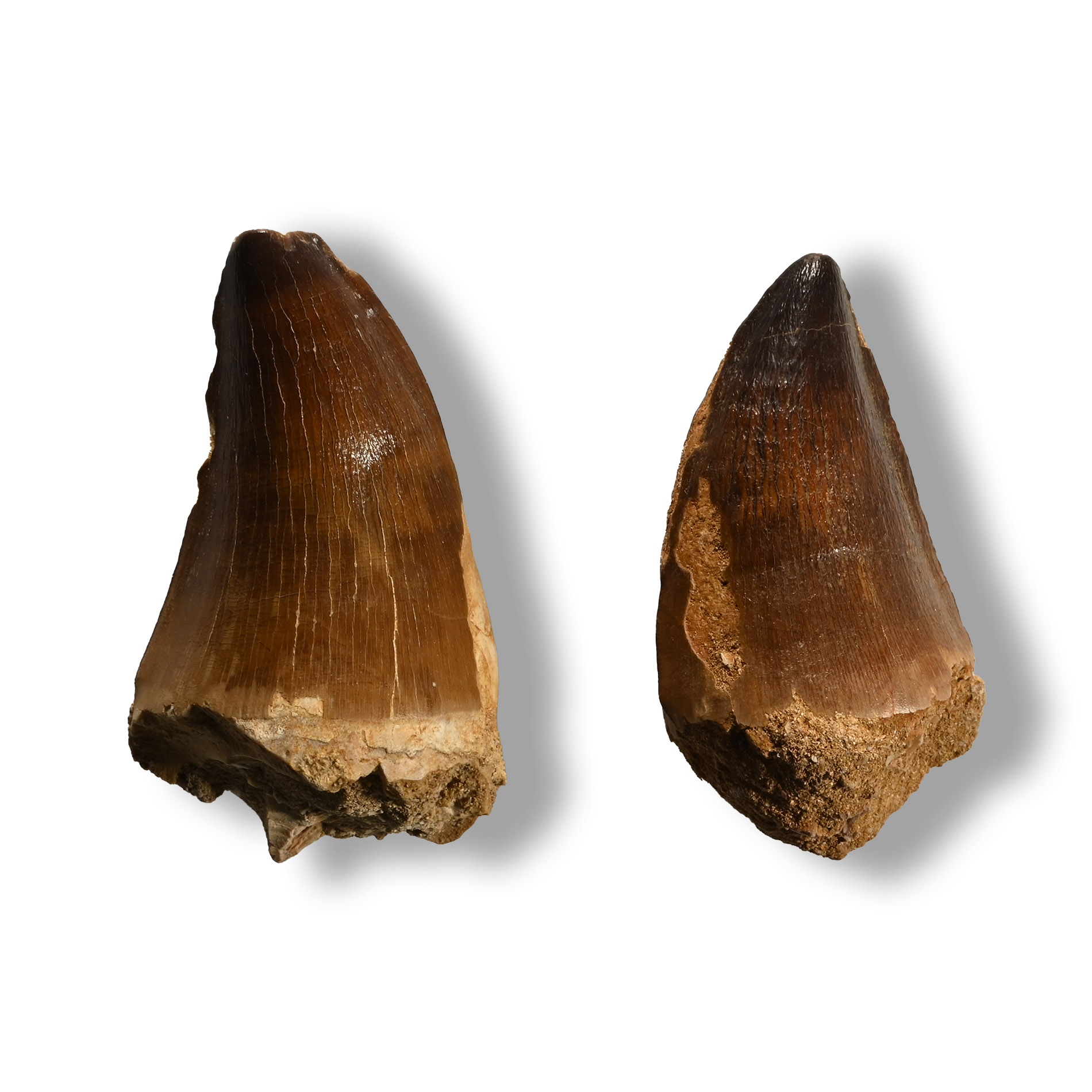 Mosasaur 'Marine Dinosaur' Fossil Teeth