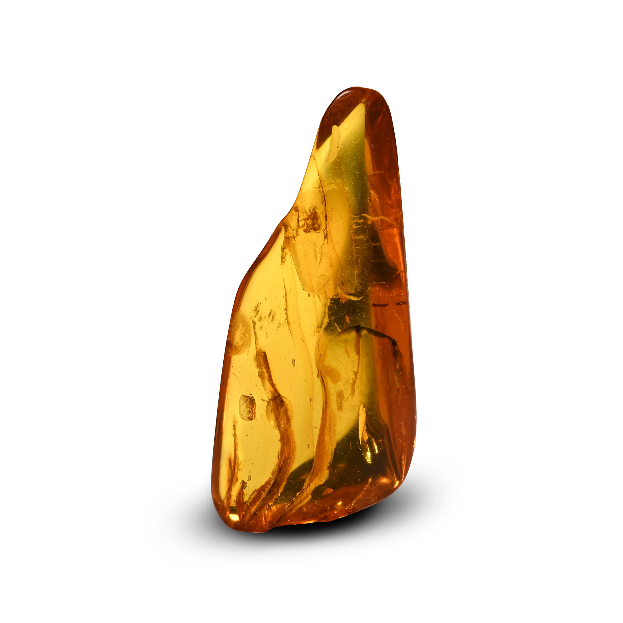 Insects in Polished Amber