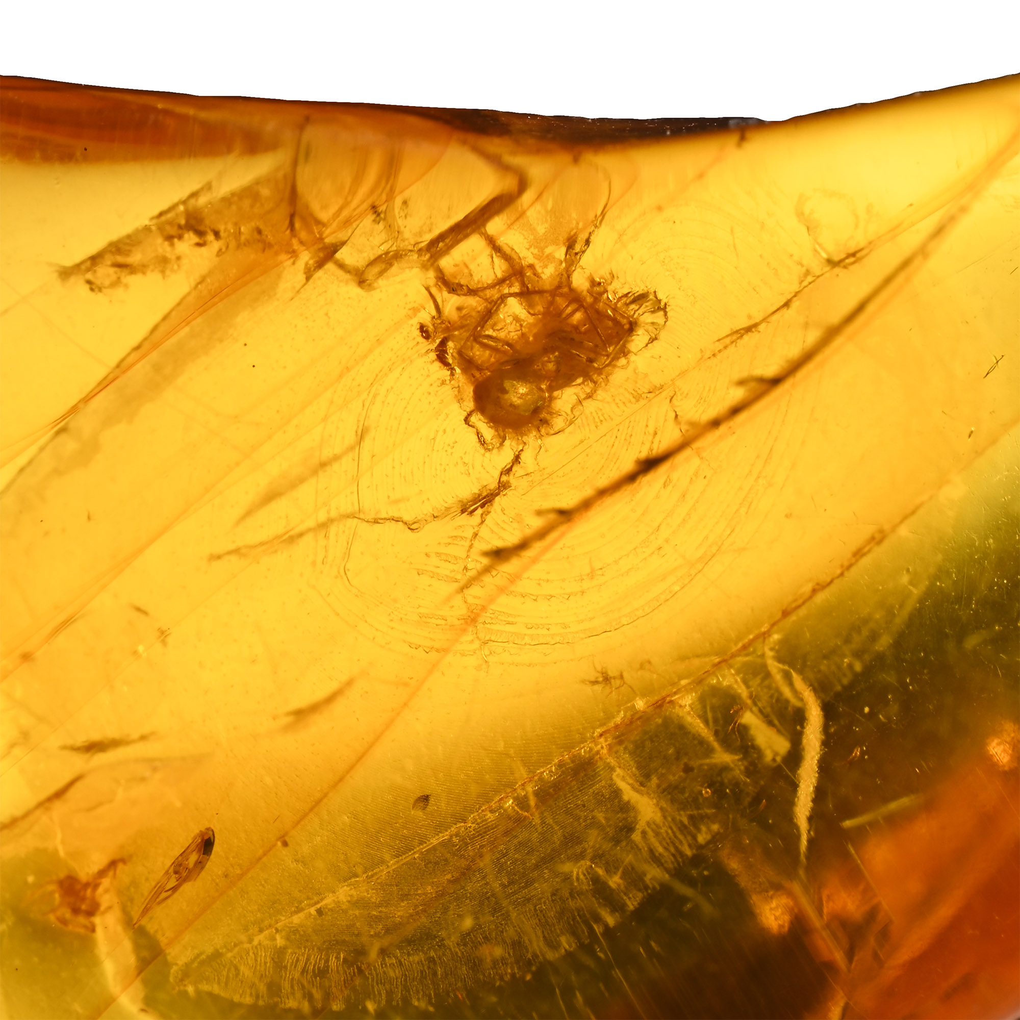 Insects in Polished Amber