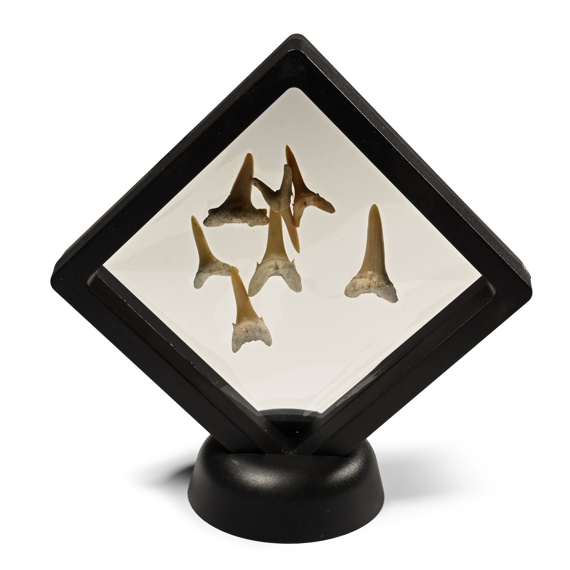 Fossil Sand Shark Teeth Display