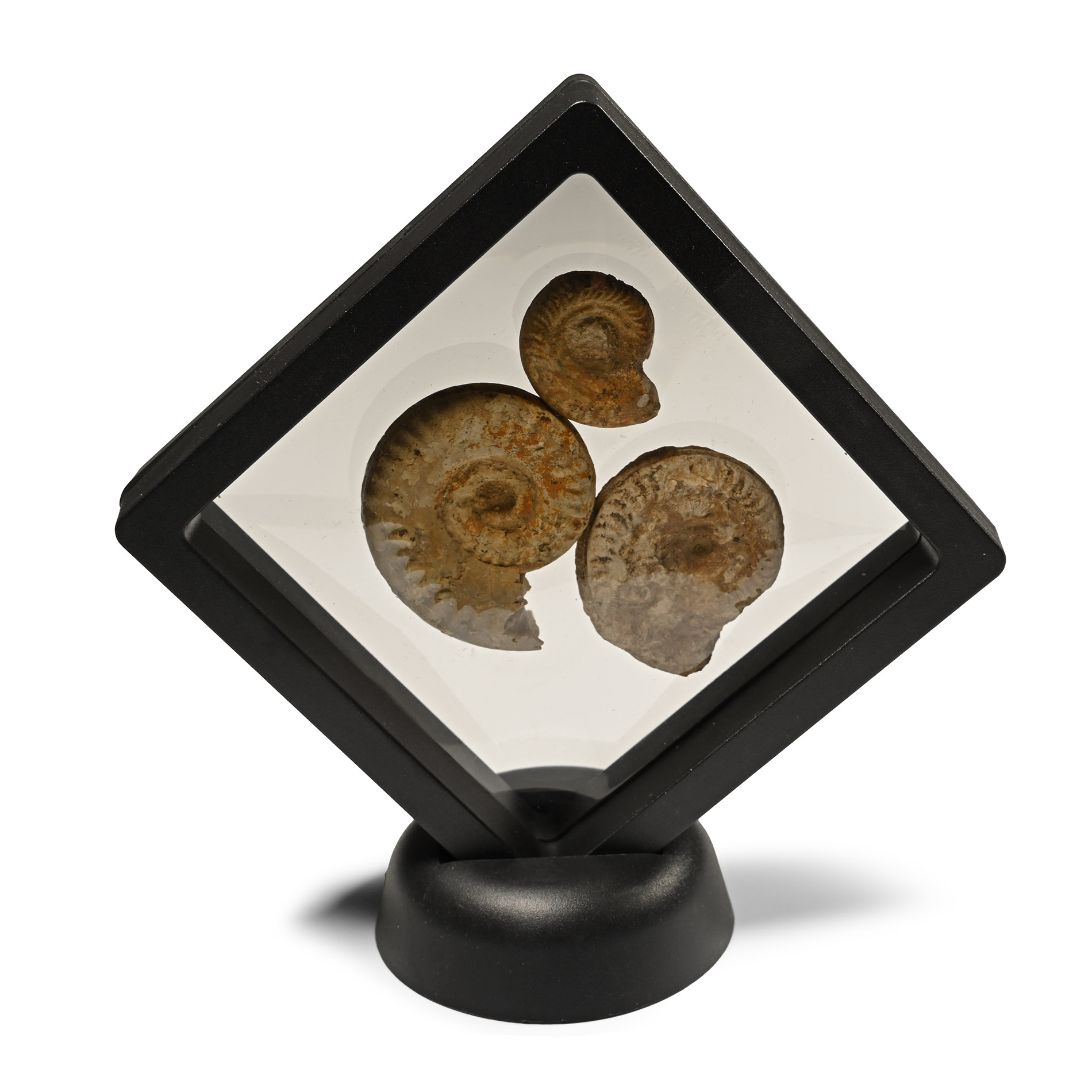 British Fossil Ammonite Display