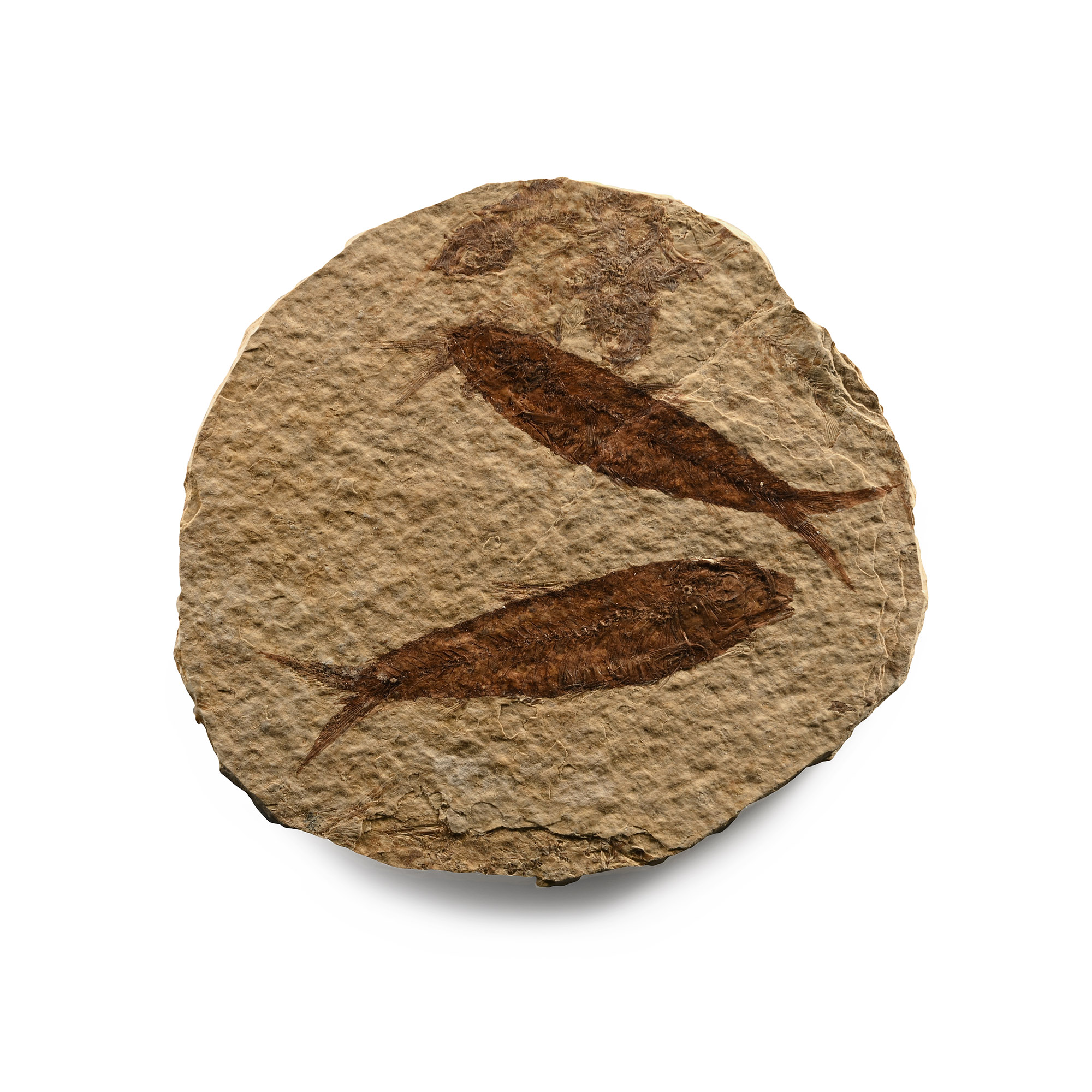 Knightia Fossil Fish