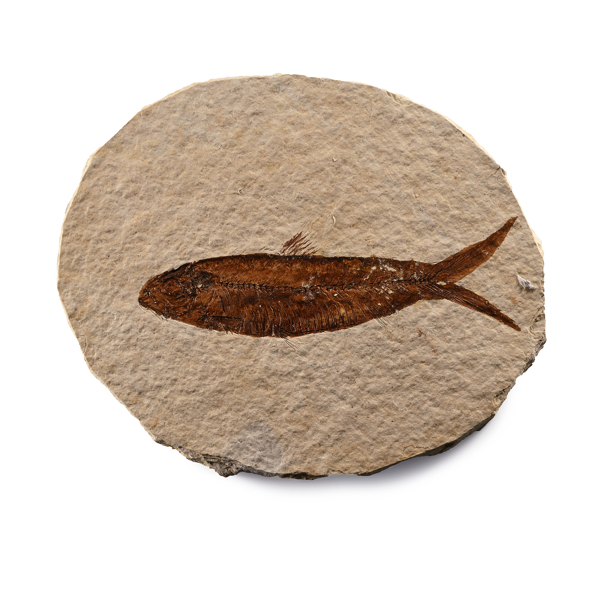 Knightia Fossil Fish