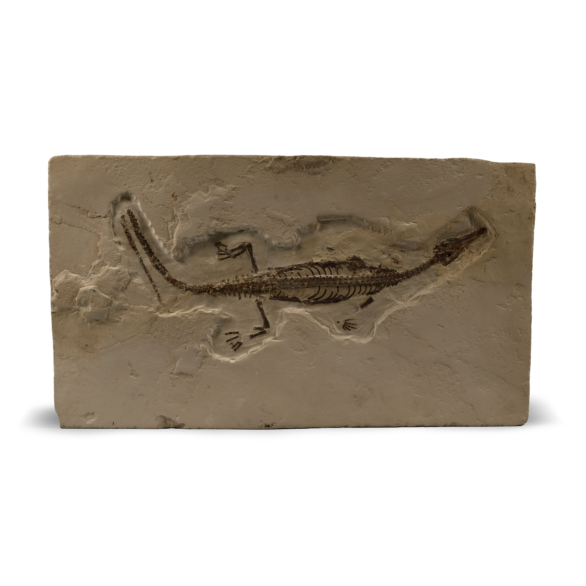 Mesosaurus Fossil Reptile Skeleton