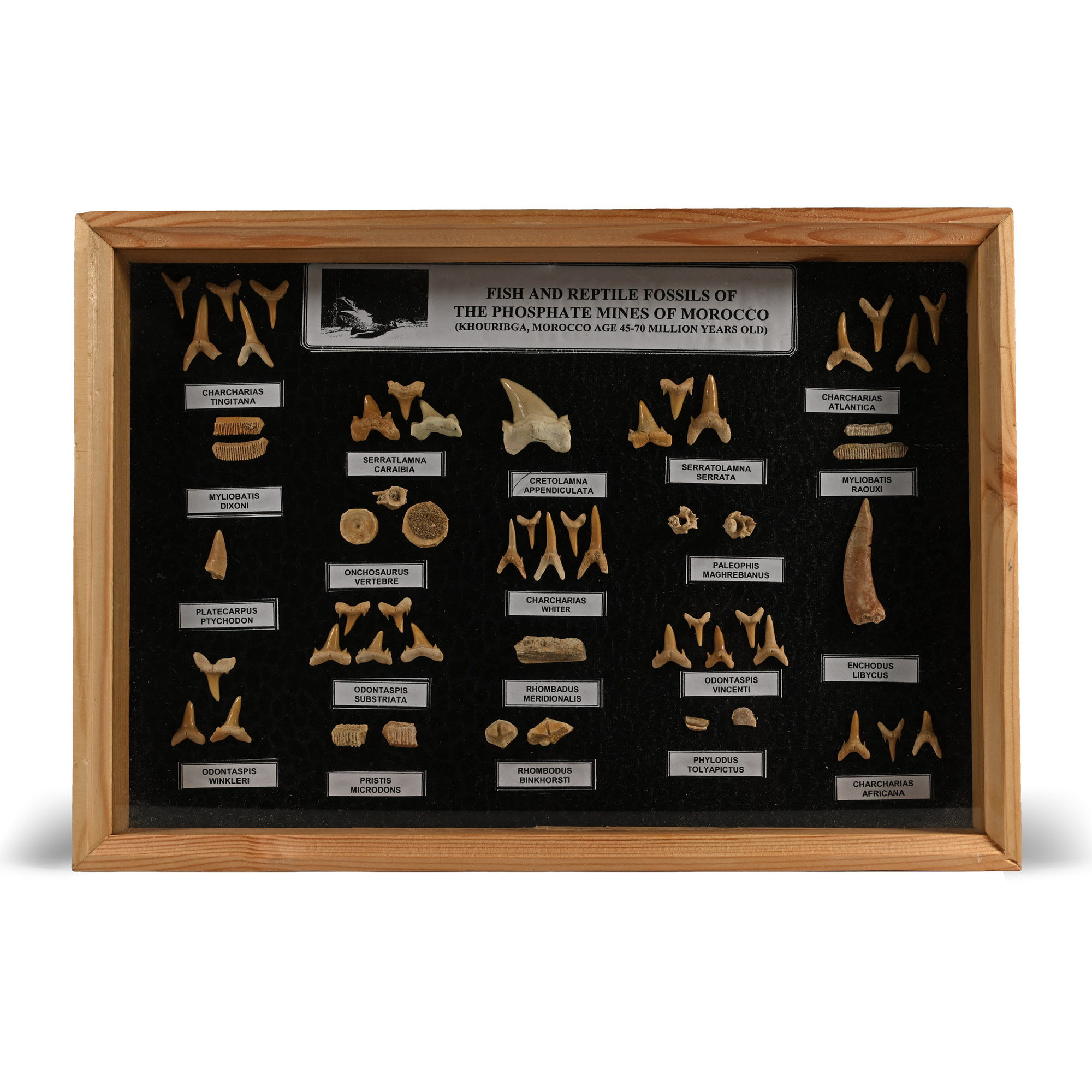 Boxed Shark Tooth Display