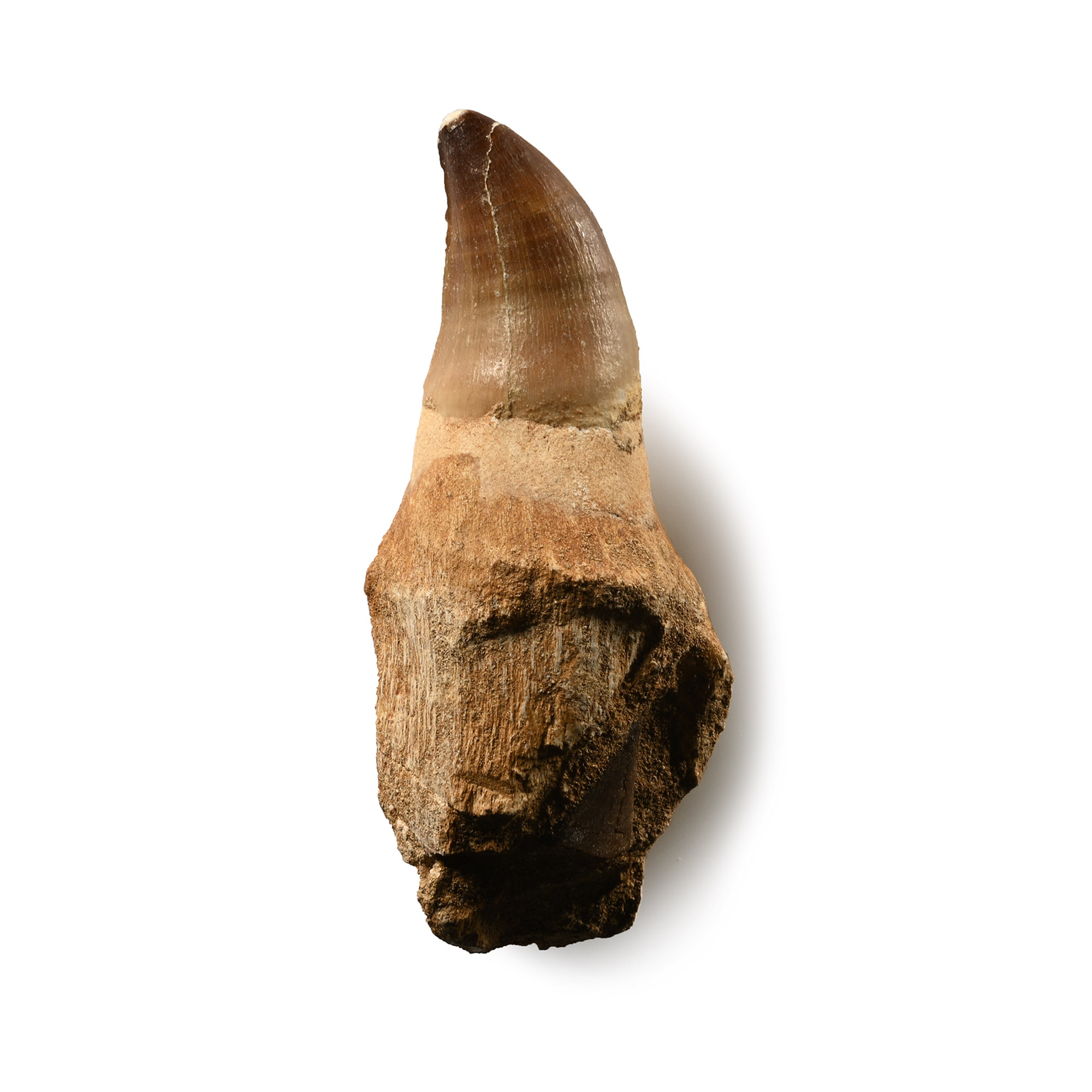 Mosasaur 'Marine Dinosaur' Fossil Tooth with Root
