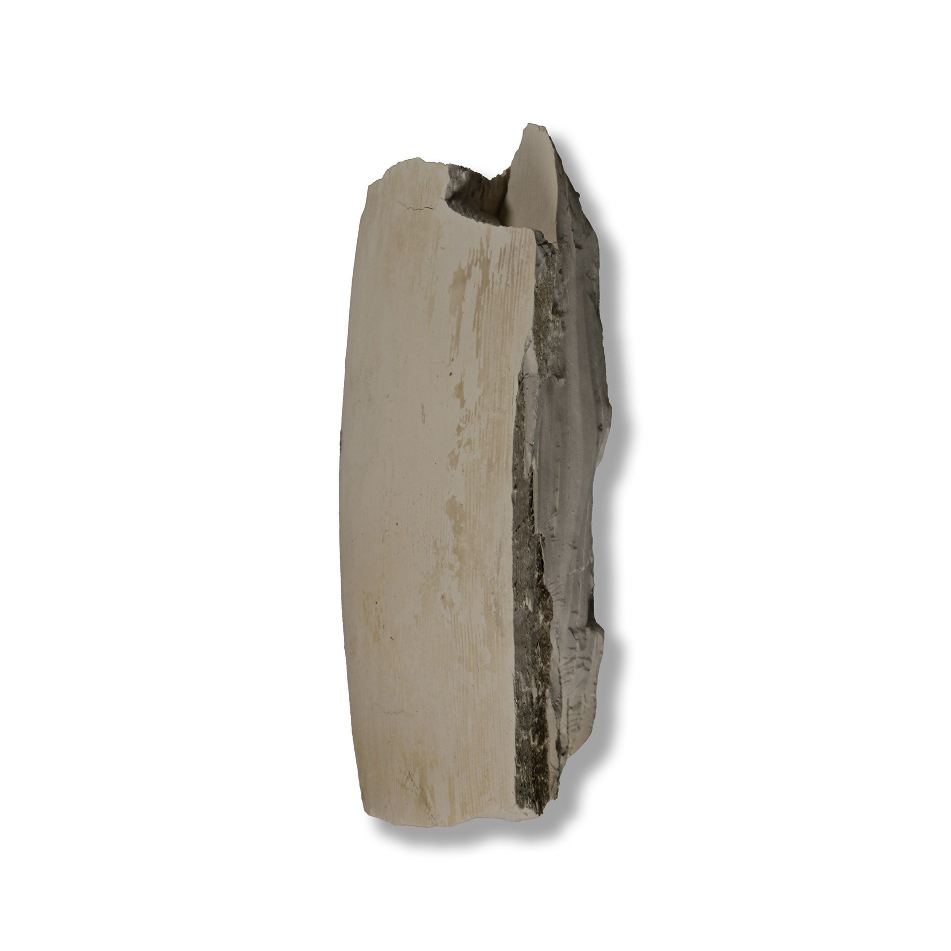 British Woolly Mammoth Fossil Tusk Section