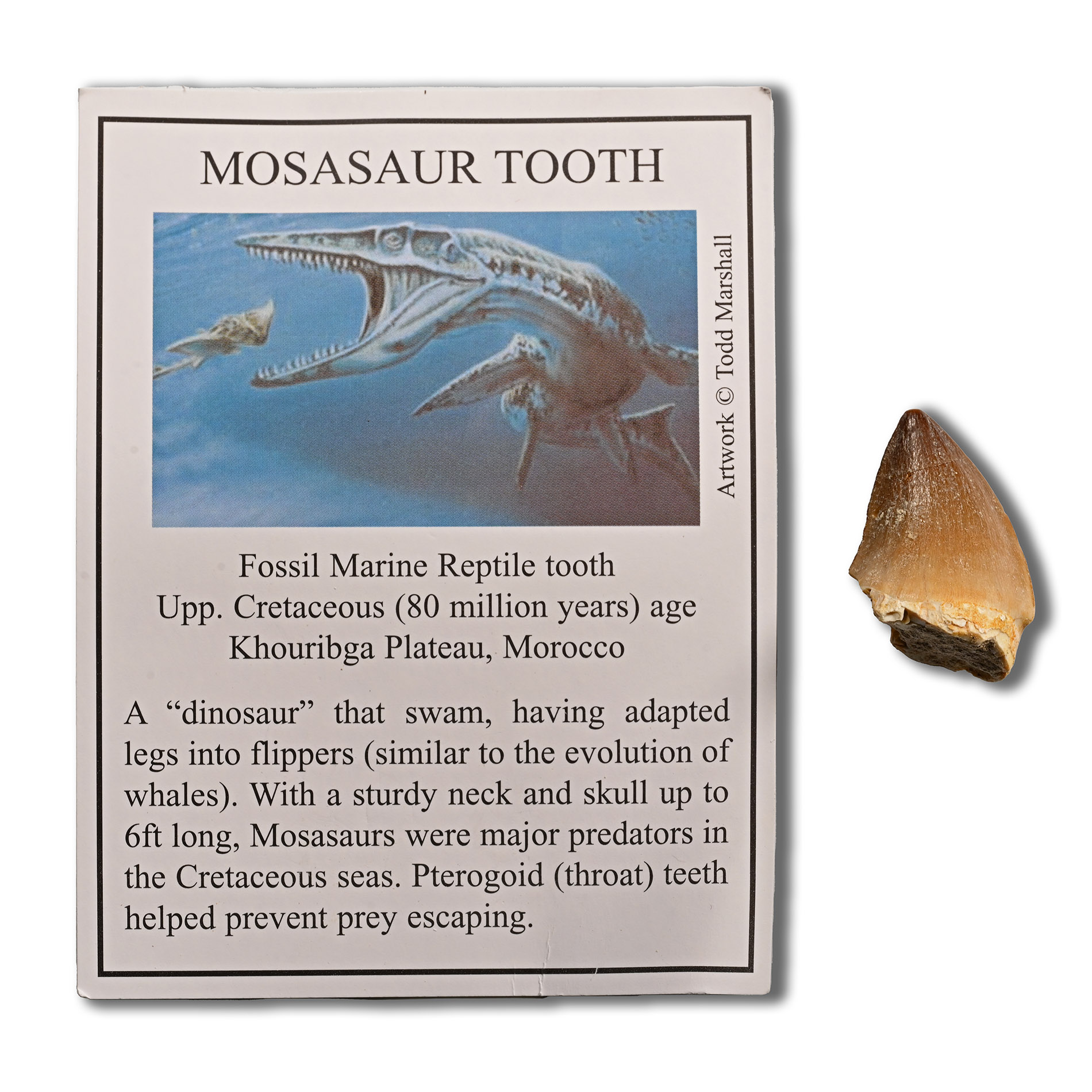 Mosasaur 'Marine Dinosaur' Fossil Tooth