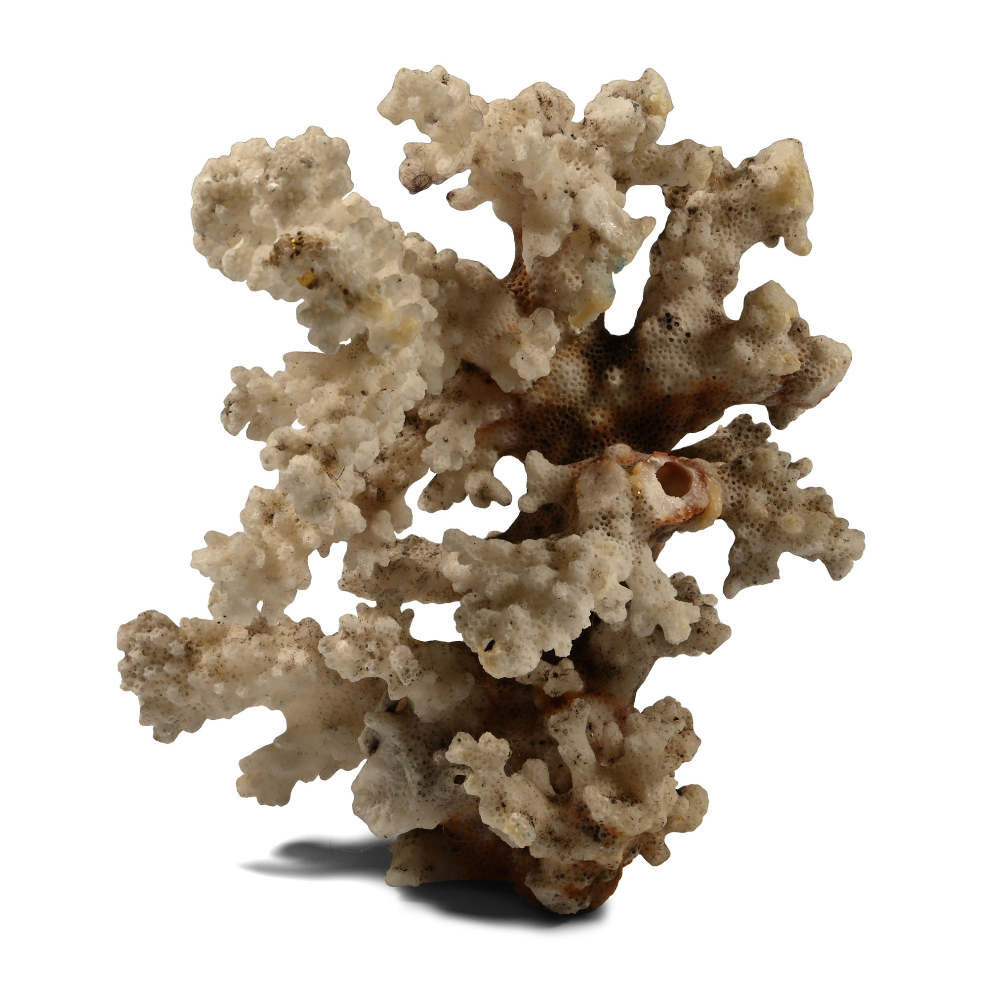 Antique Coral Branch Display