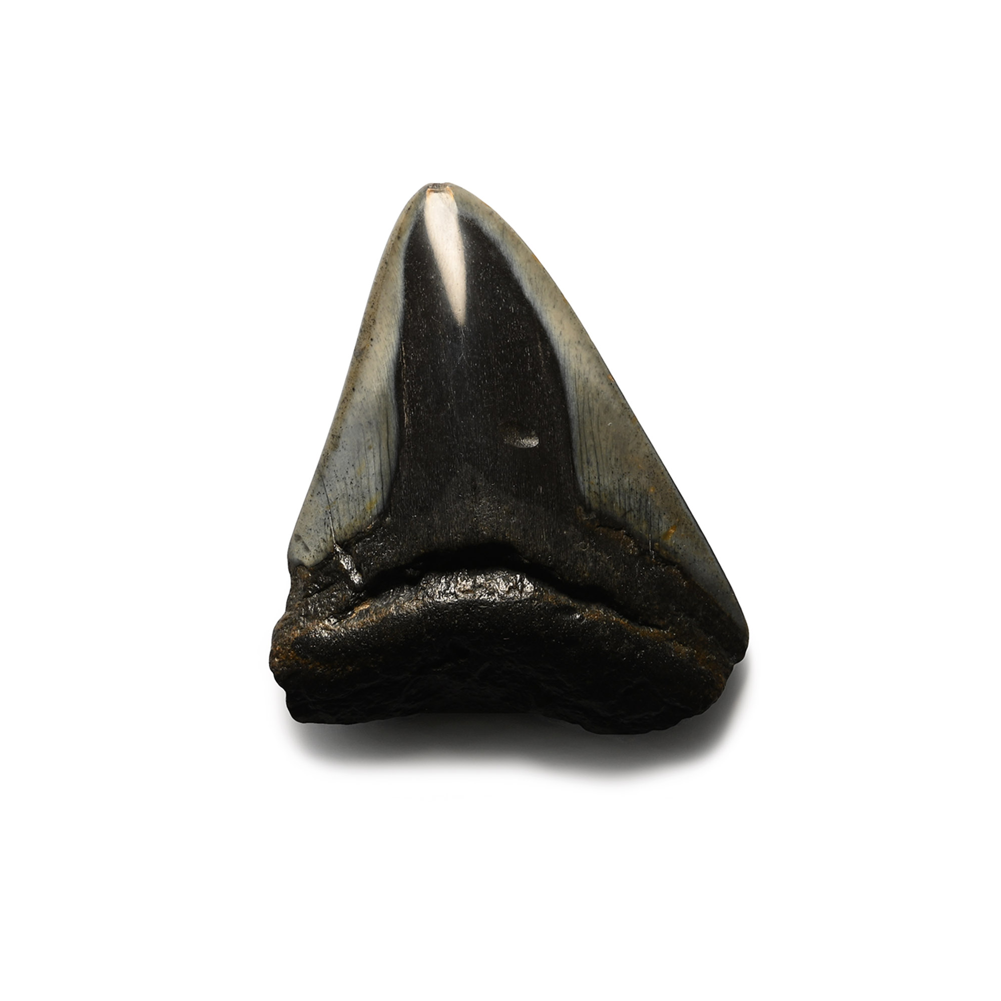 Fossil Megalodon Giant Shark's Tooth