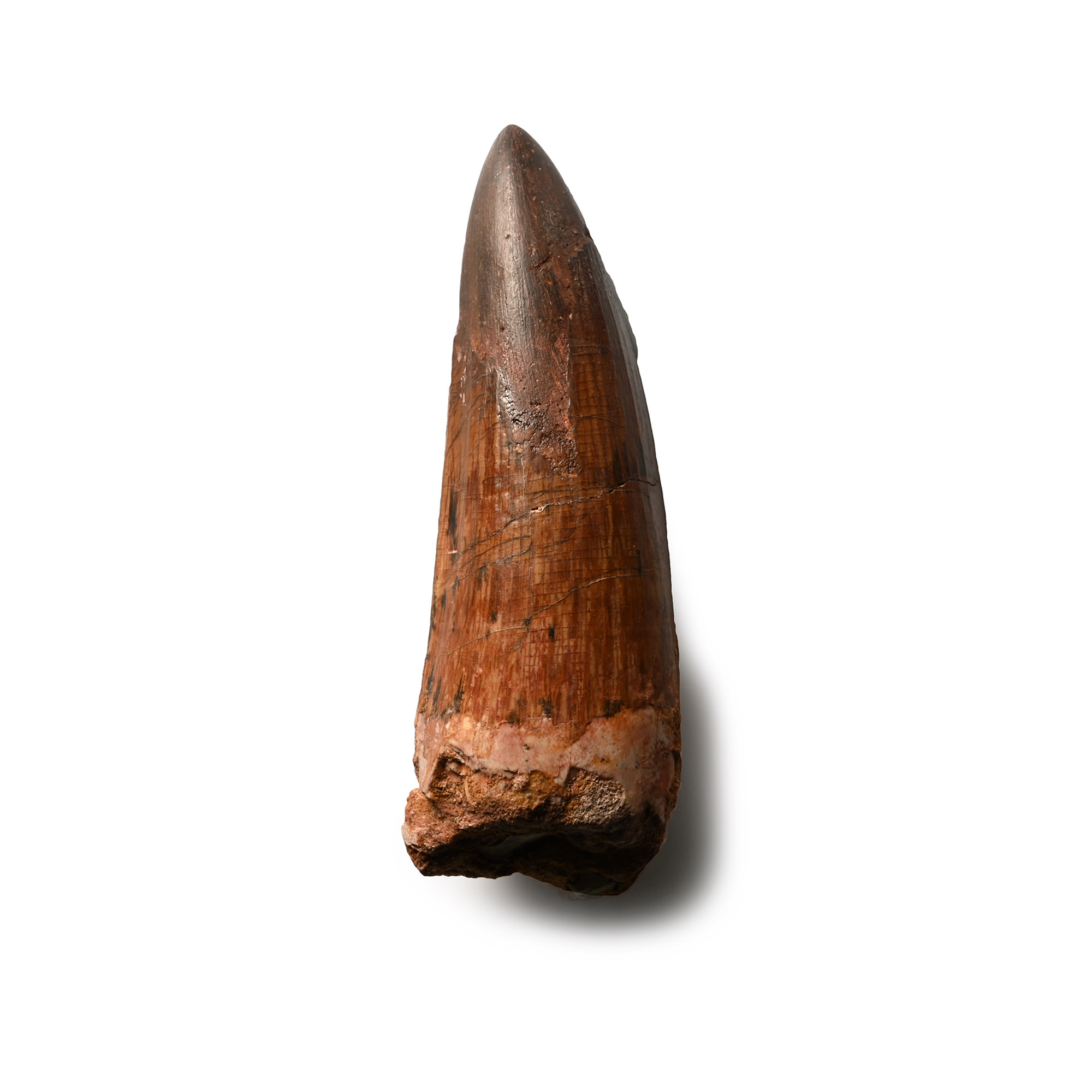 Large African 'T-Rex' Fossil Dinosaur Tooth