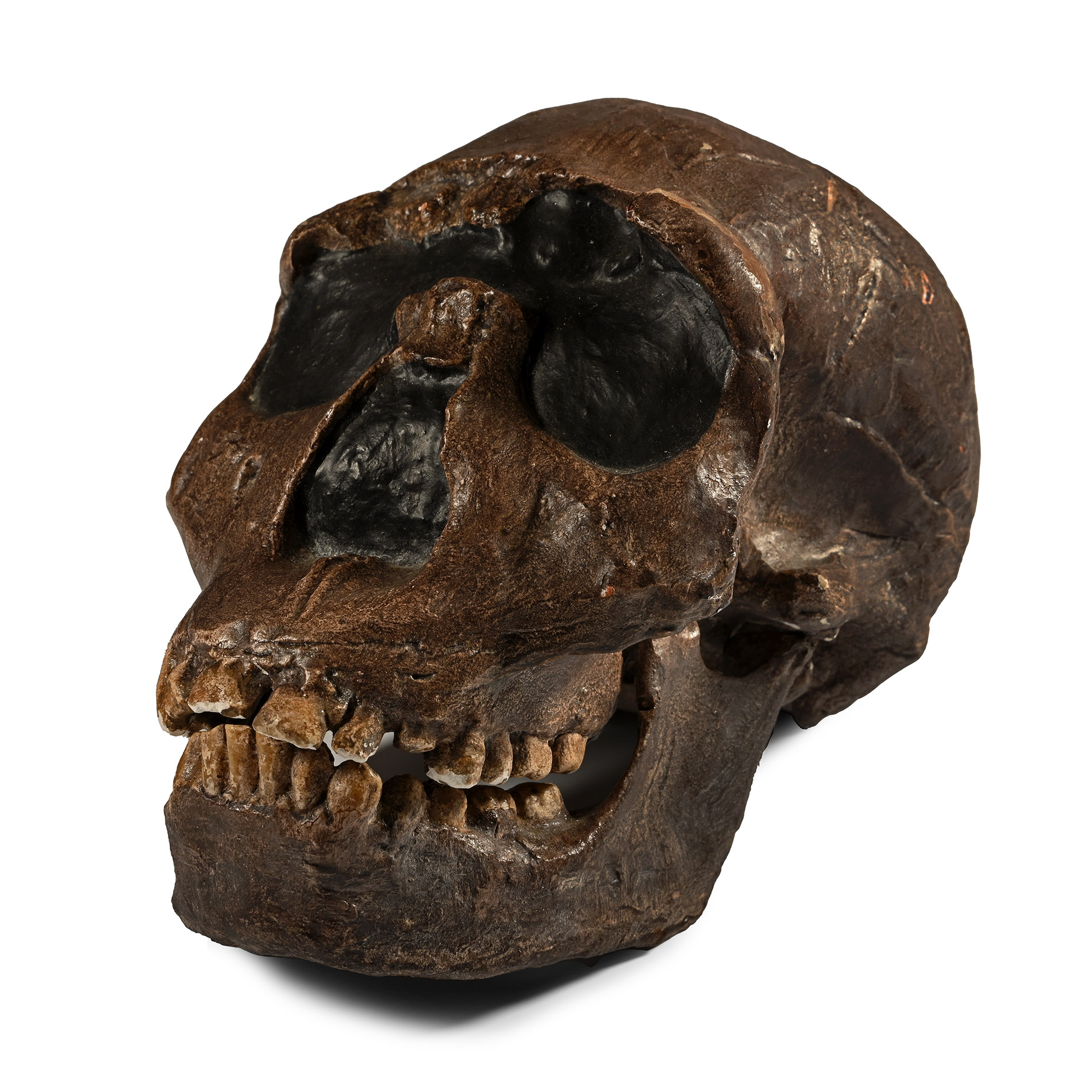 Stone Age Prehistoric Skull Replica