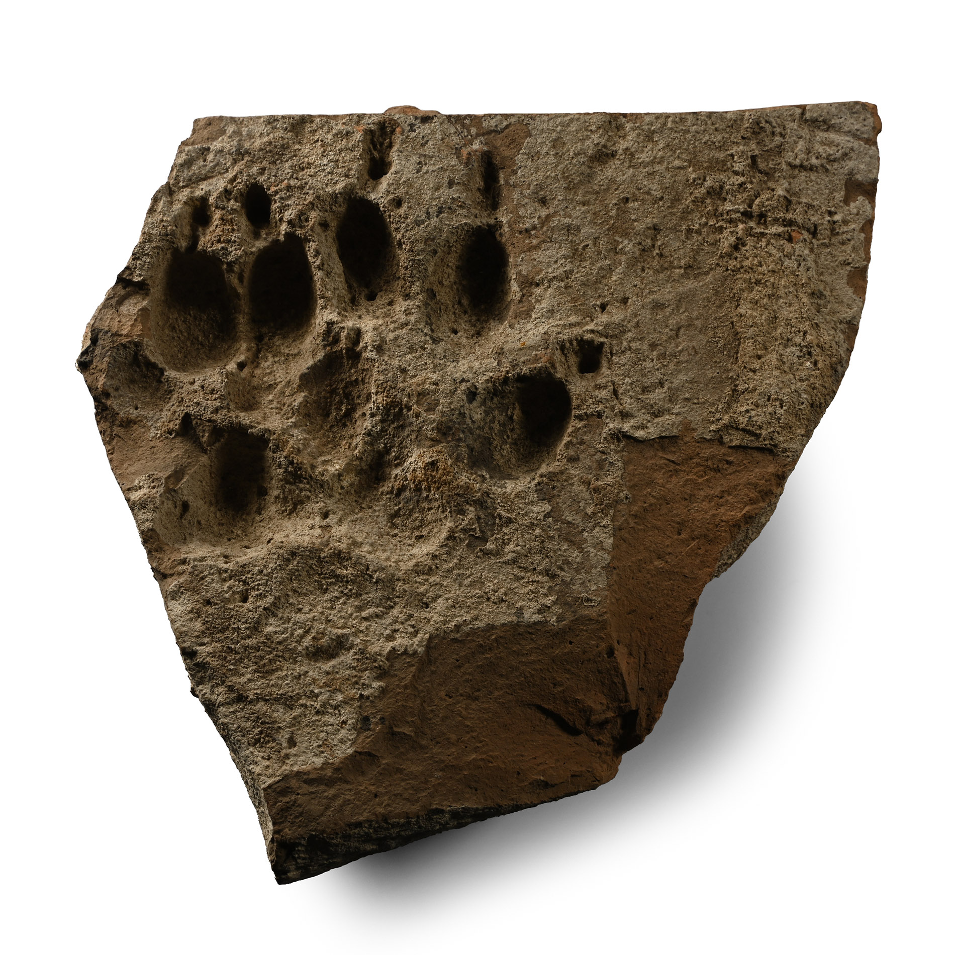 Roman Terracotta Brick with Pawprint of a Large Dog
