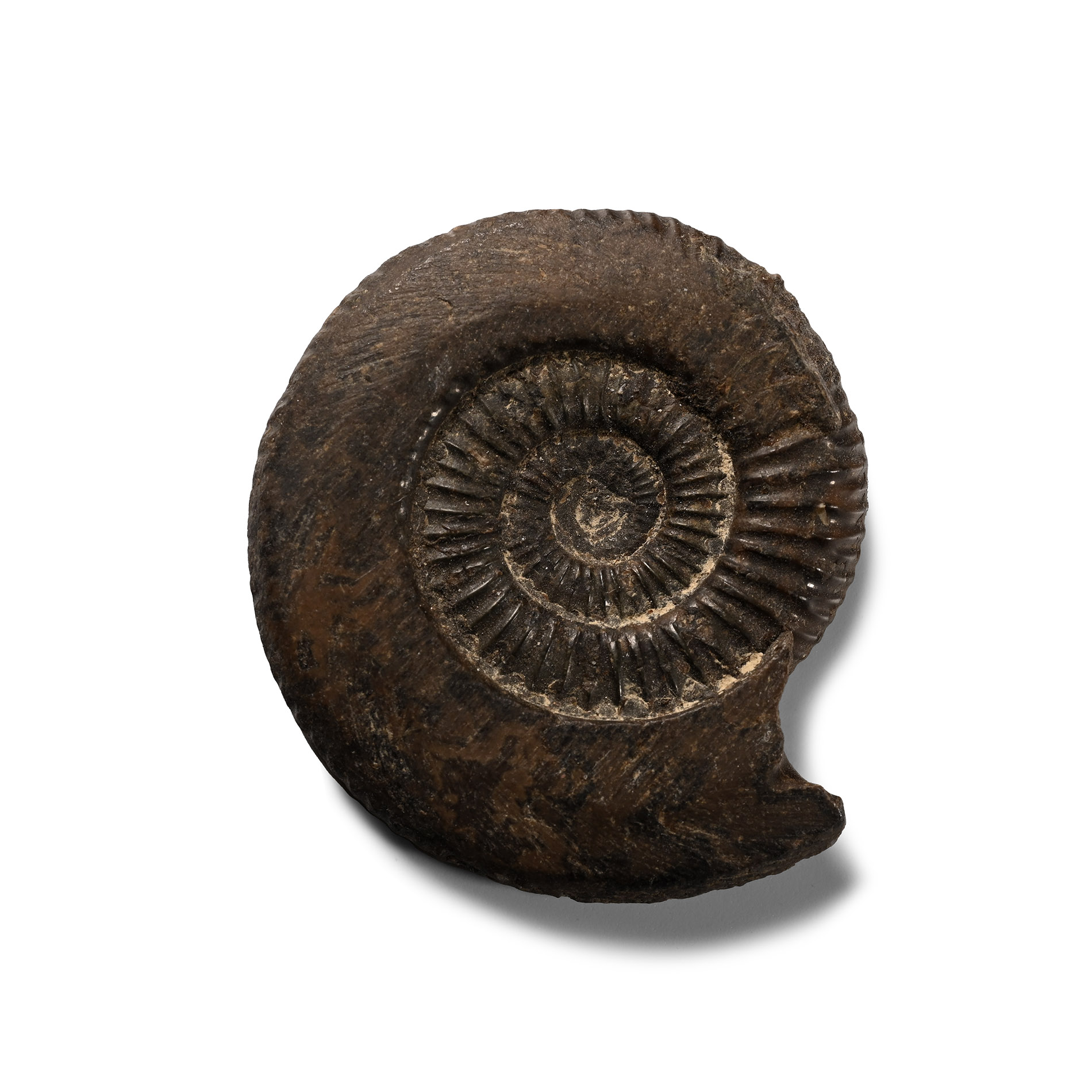 Cut and Polished Fossil Ammonite Half